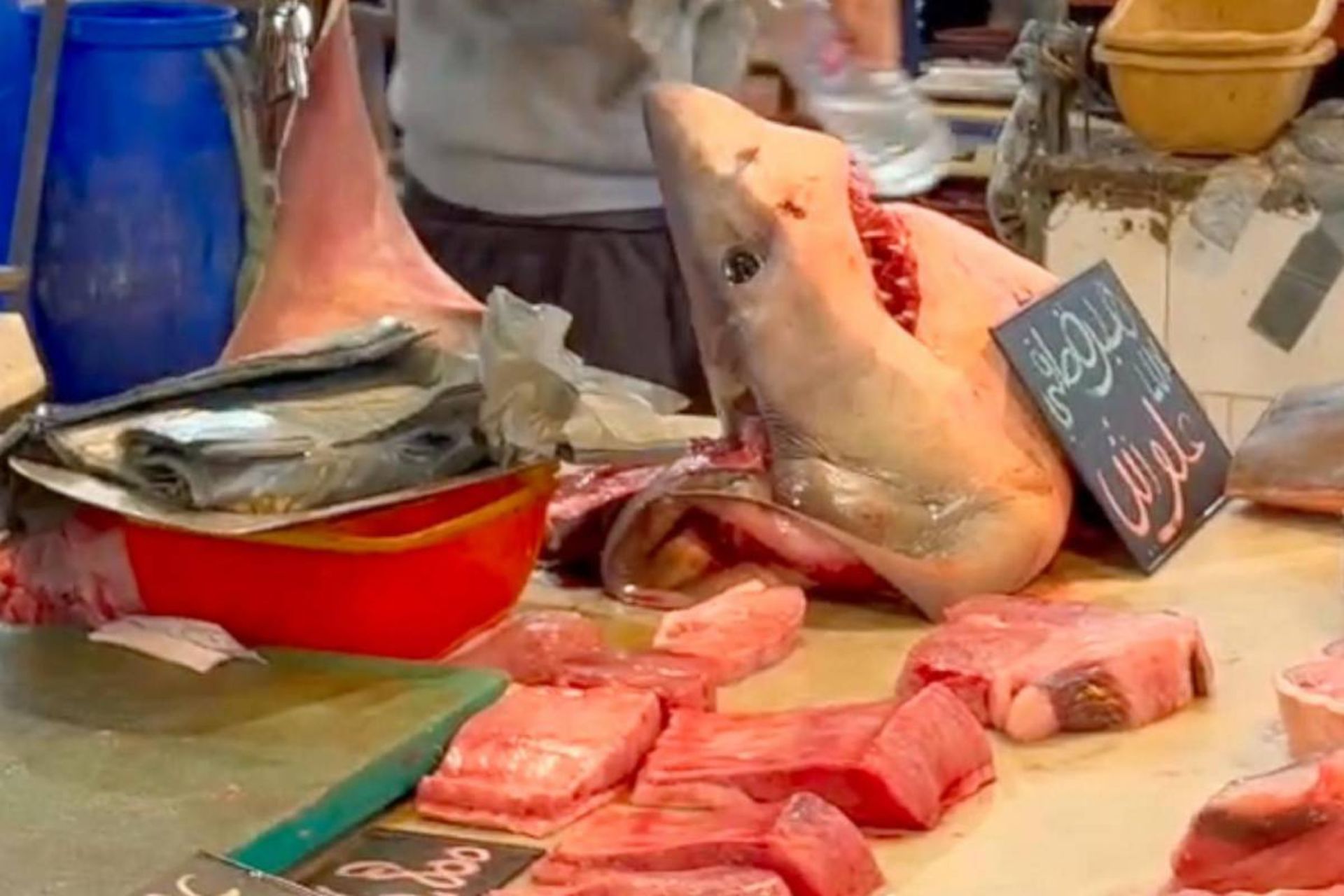 گونه‌های حفاظت‌شده کوسه که در بازارهای ماهی شمال آفریقا به فروش می‌رسند.