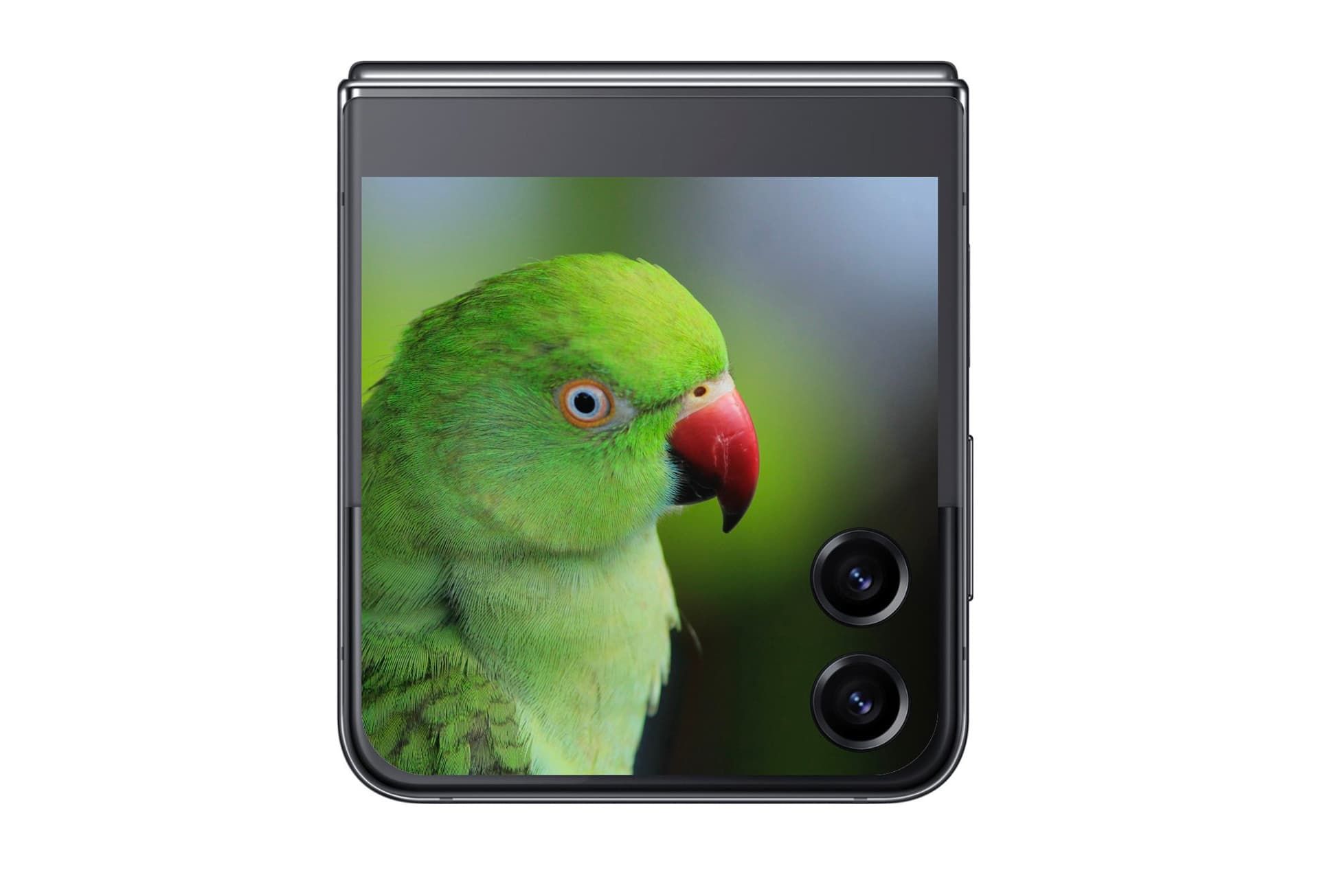 طوطی سبز در نمایشگر خارجی گلکسی زد فلیپ ۵ تصویر غیررسمی