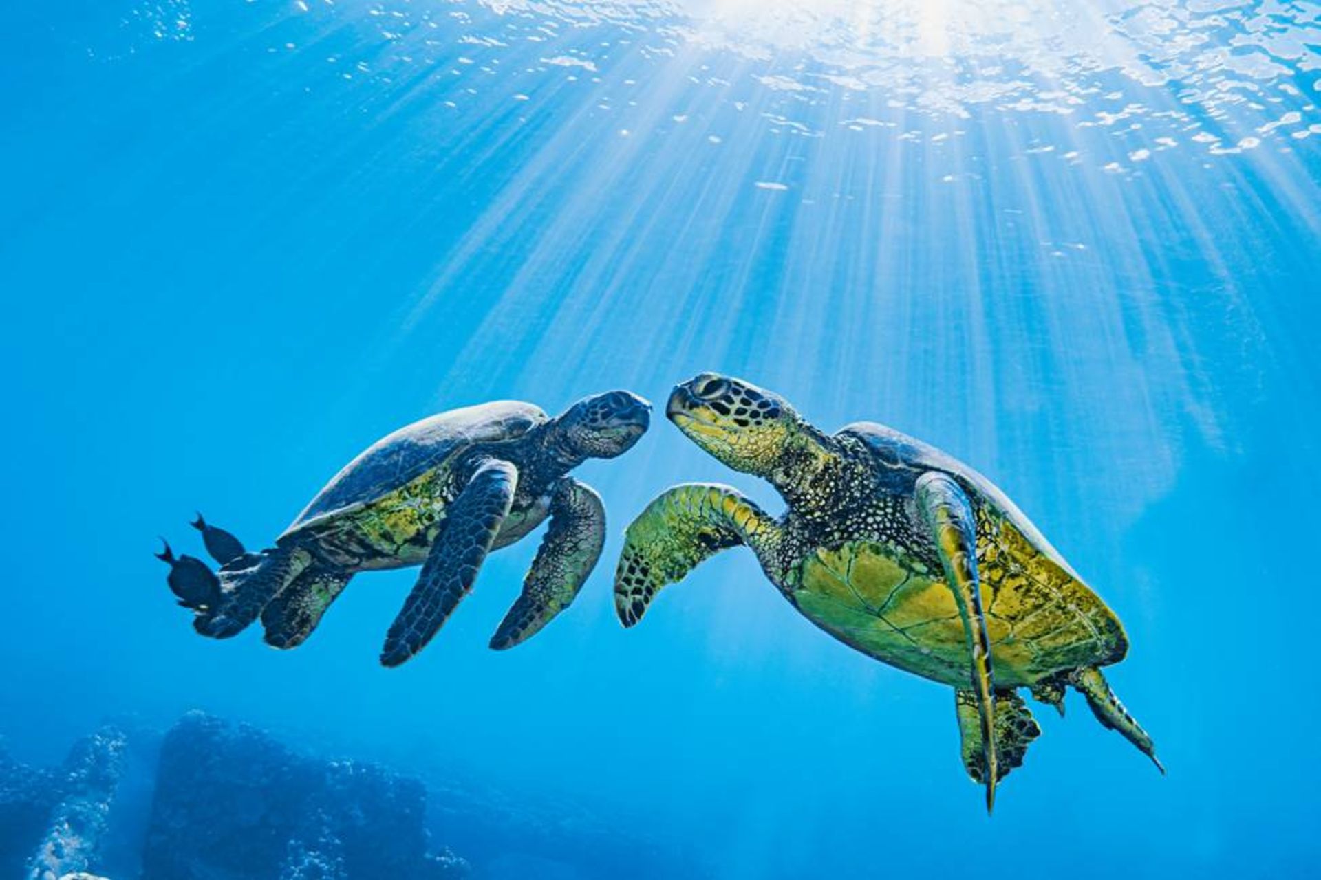 لاک پشت های دریایی سبز