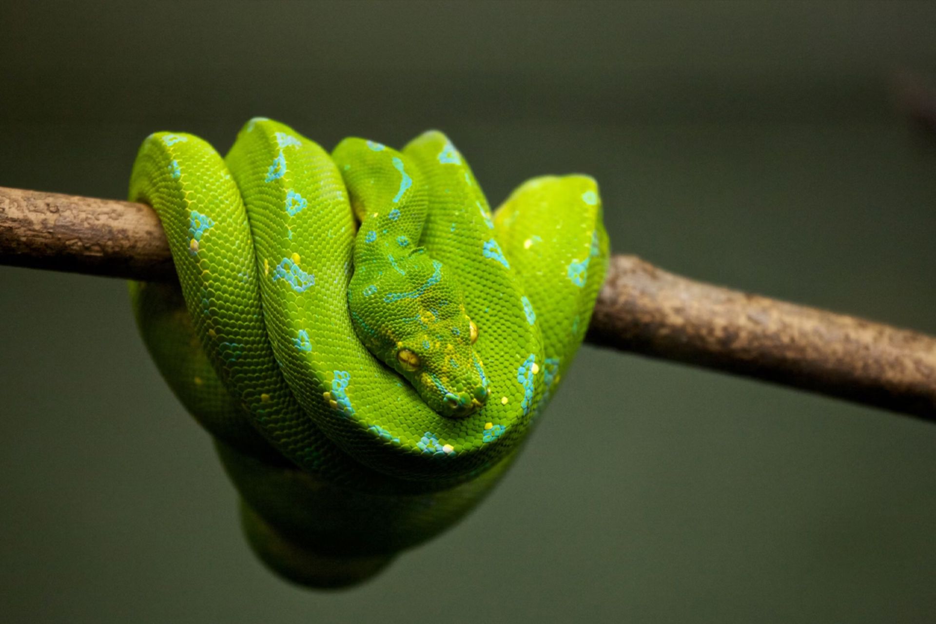 مار سبزی روی شاخه‌ی درخت در حال استراحت است