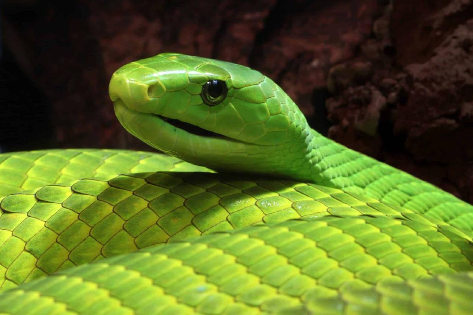 مار سبز درختی یا مار بومسلنگ در جنوب صحرای آفریقا