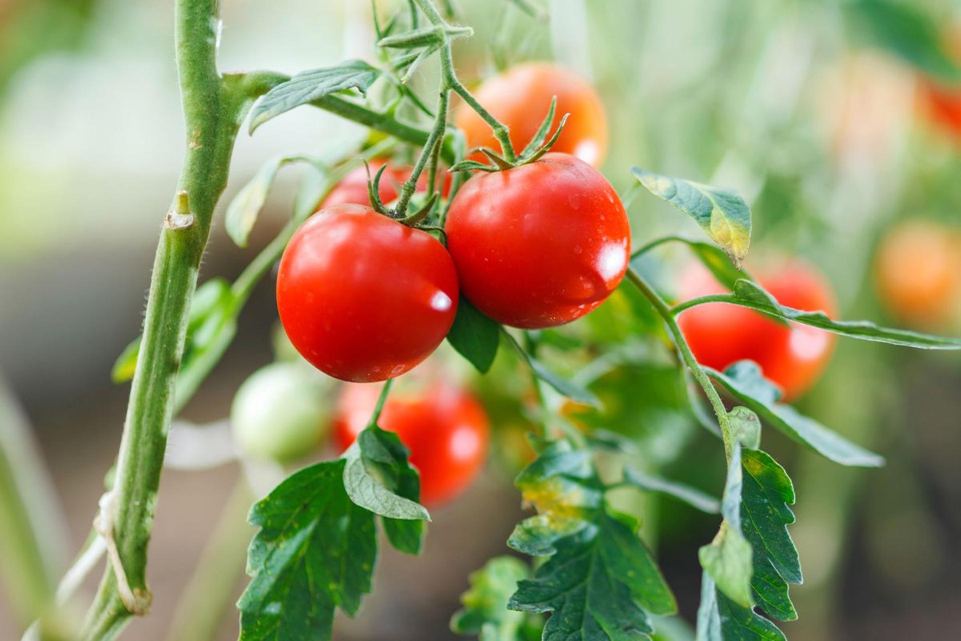 گیاه گوجه فرنگی در گل‌خانه