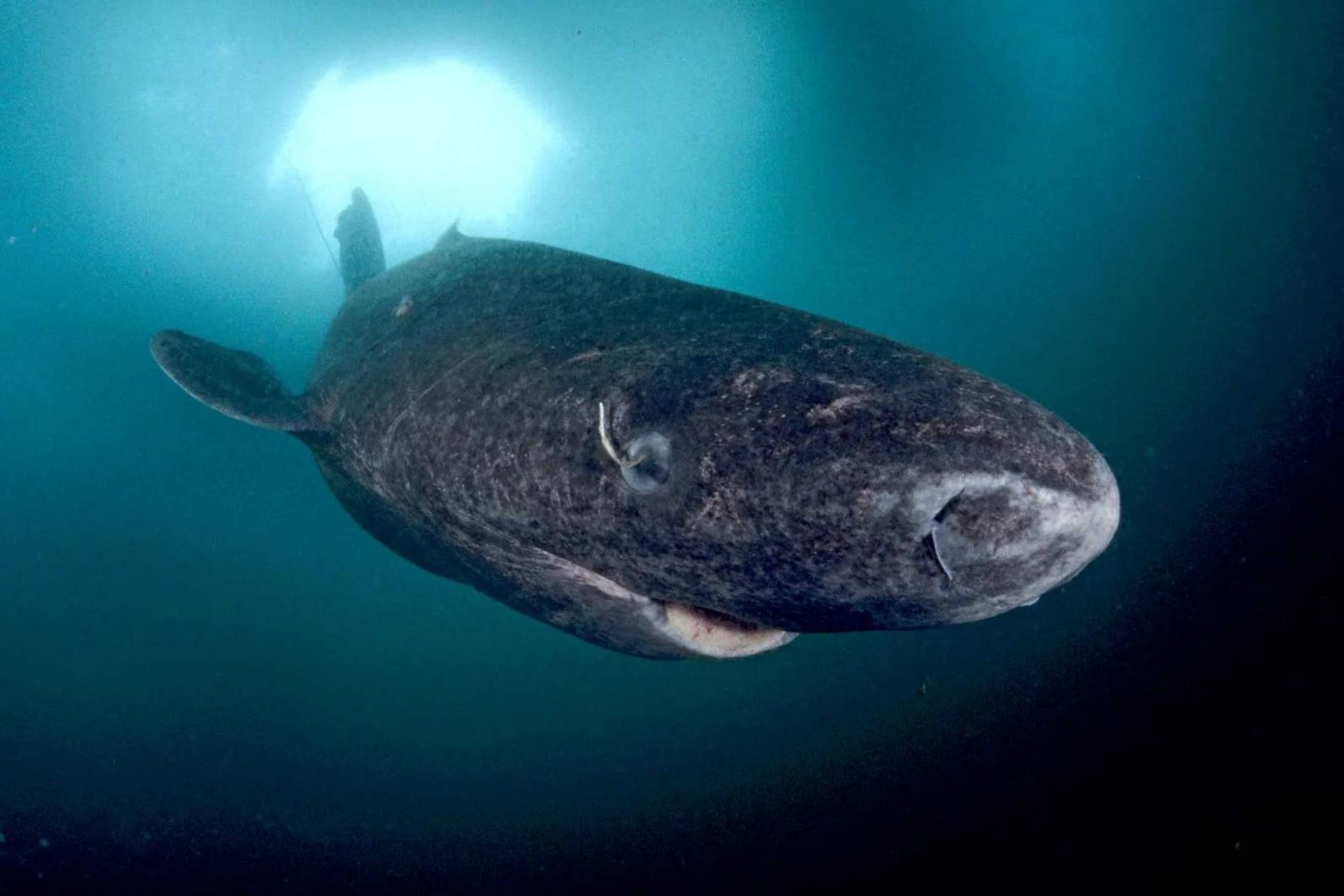 کوسه گرینلند 