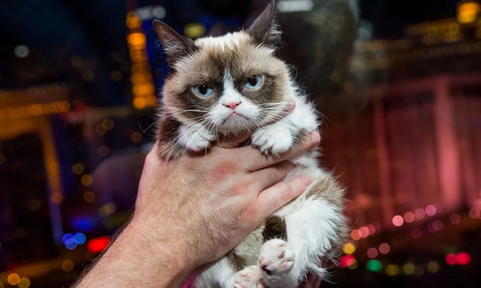 گربه‌ای اخمو در دستان آدم