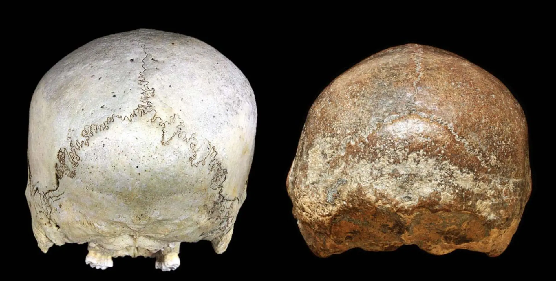 اسکلت دو انسا‌ن‌تبار از نمای پشت