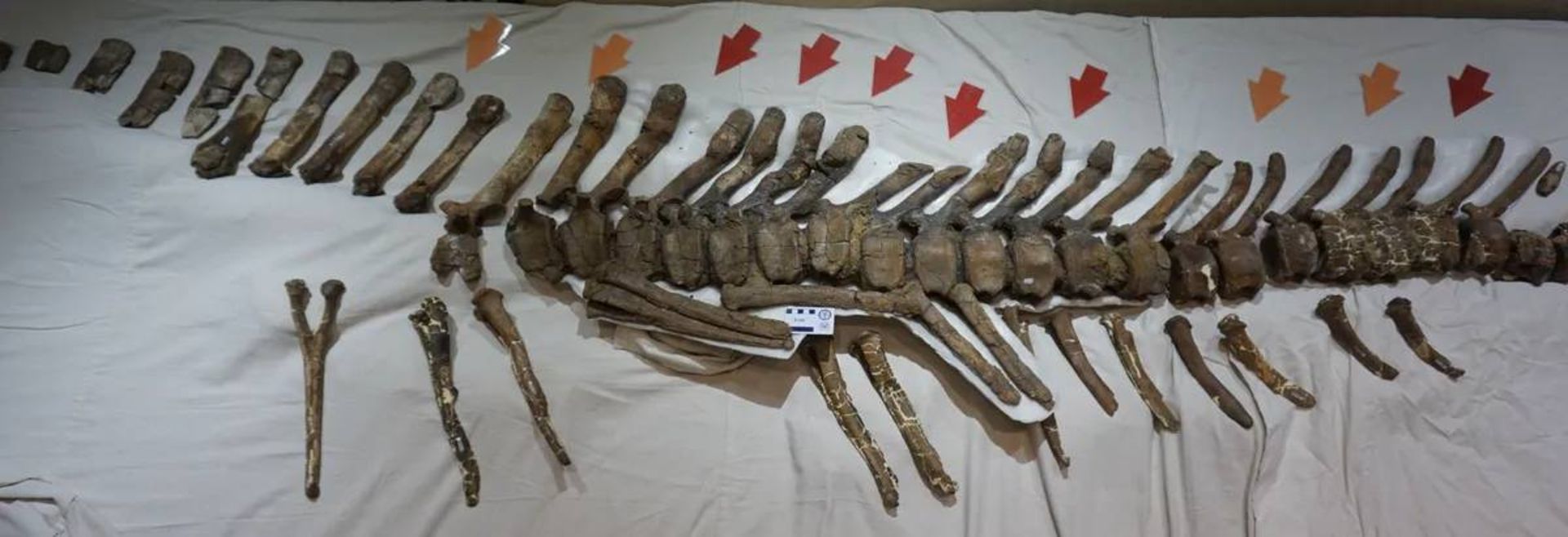 دم آسیب دیده هادروسور ماده