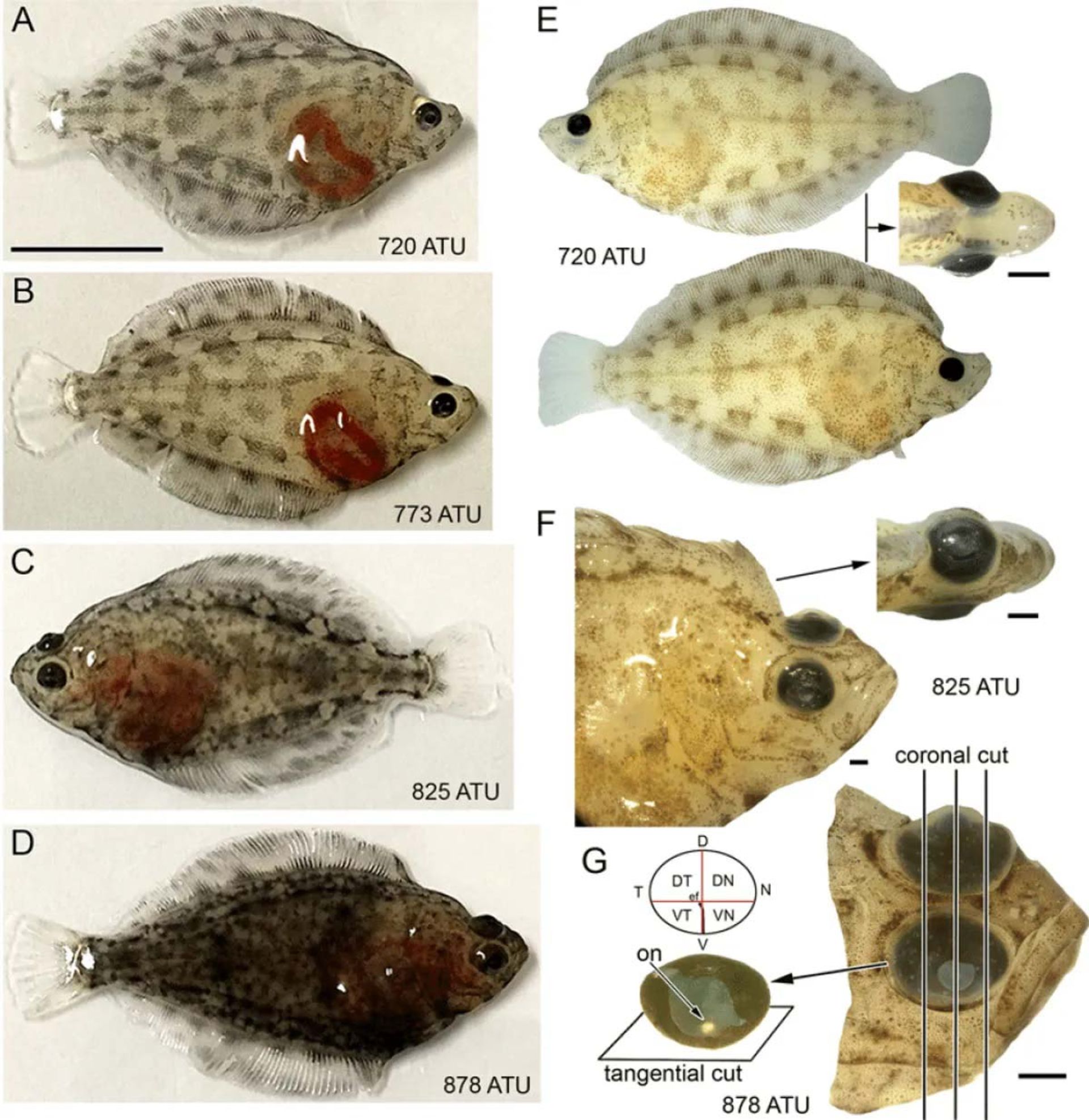 روند مهاجرت چشم در سپرماهیان