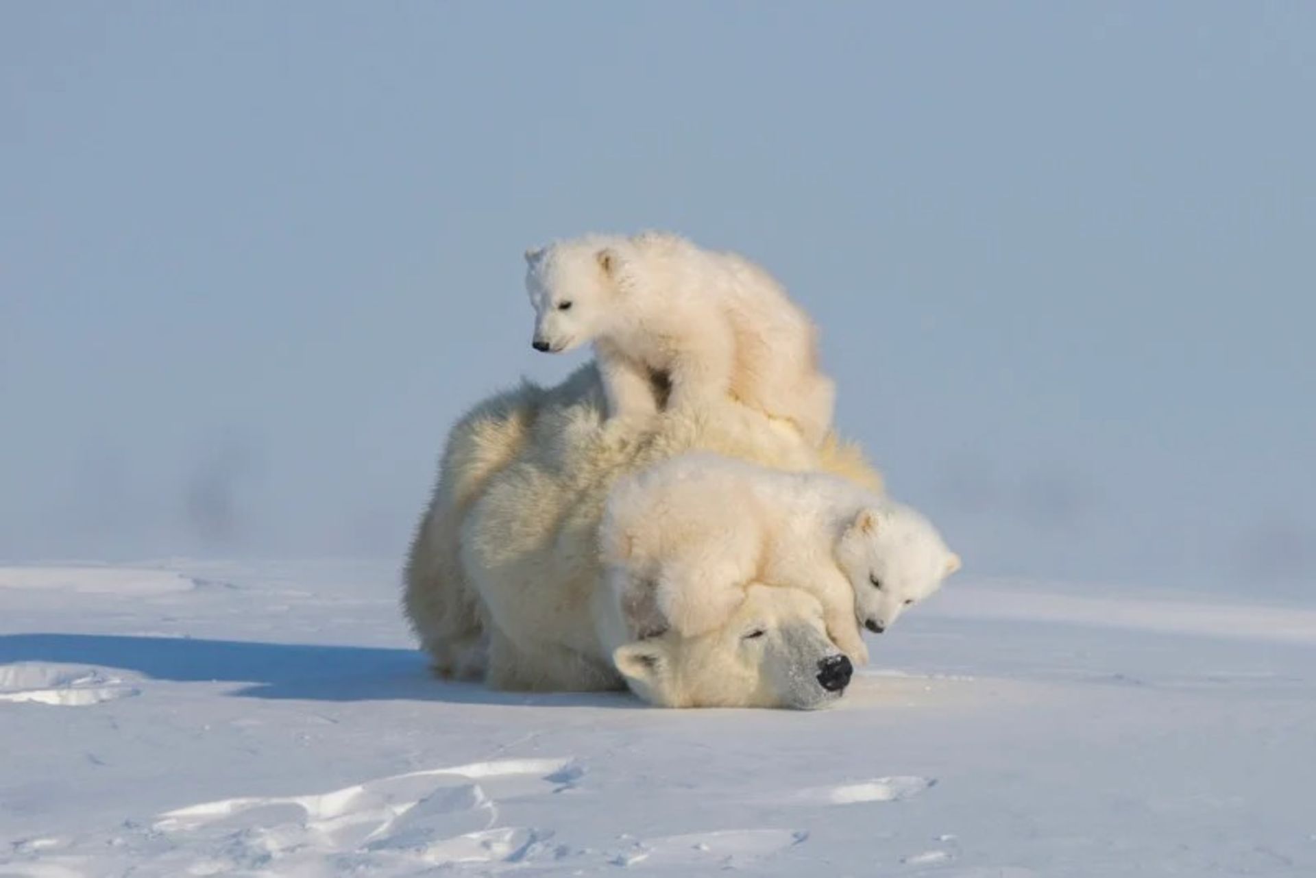 بازی بچه خرس قطبی در برف کانادا