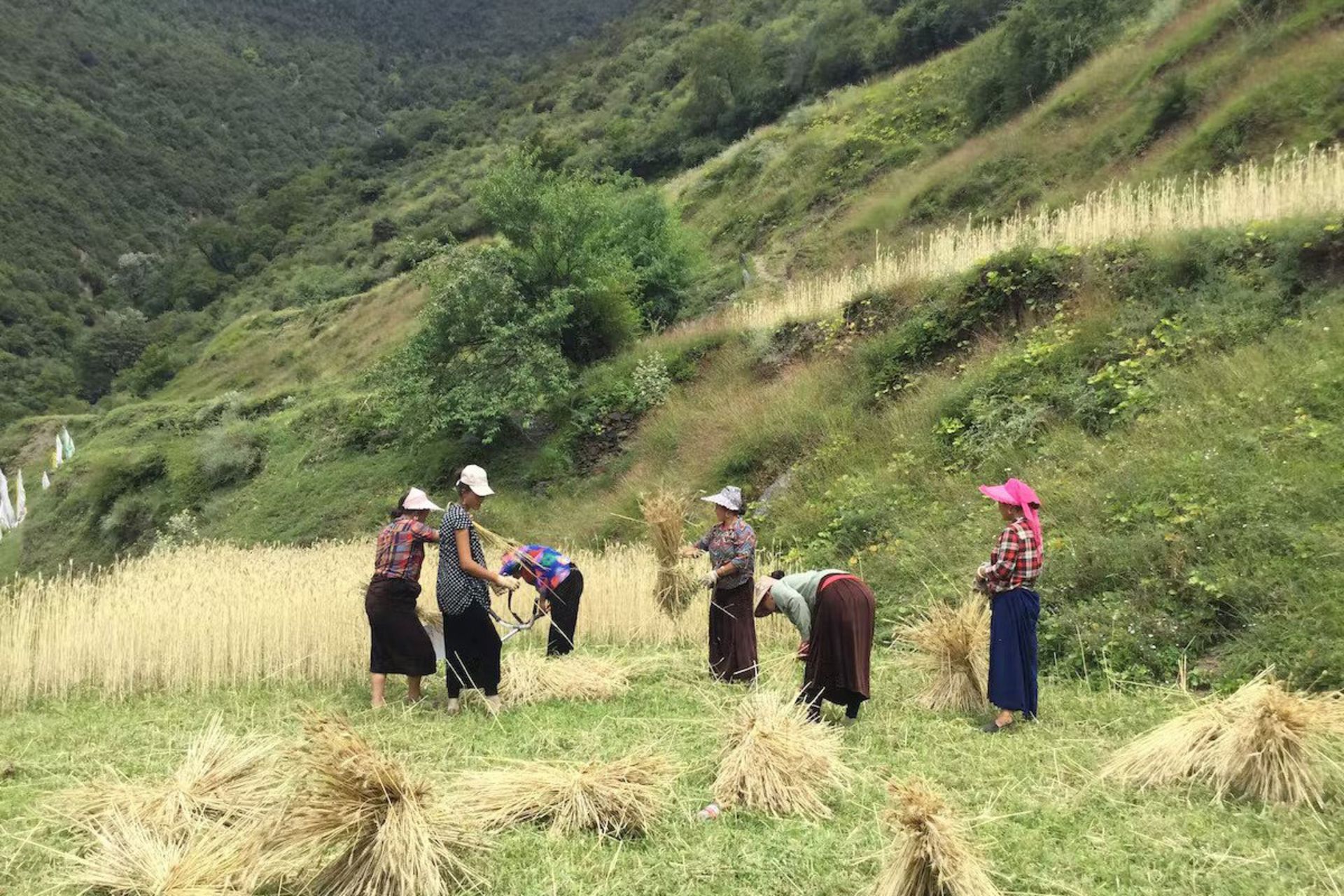 زنان در حال کار در مزرعه
