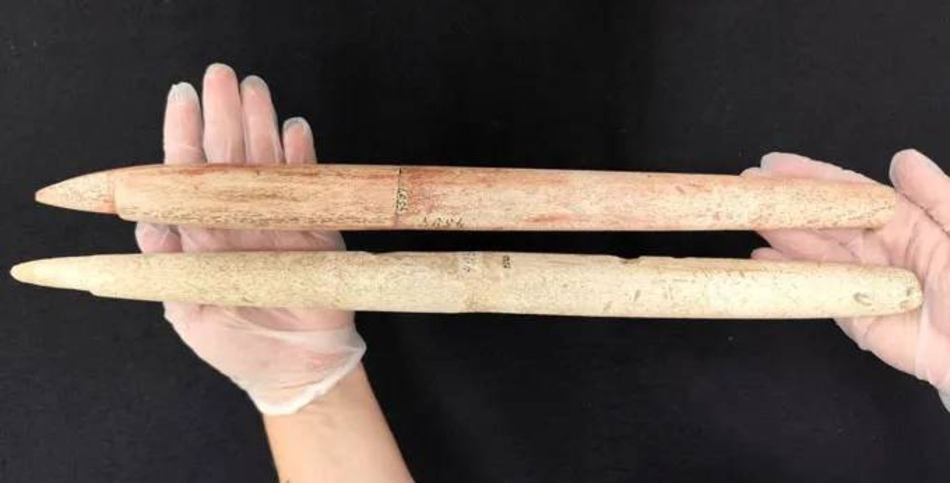 سرنیزه‌های ۵,۰۰۰ ساله که از استخوان نهنگ ساخته شده‌اند، کشف شده در سواحل جنوبی برزیل.