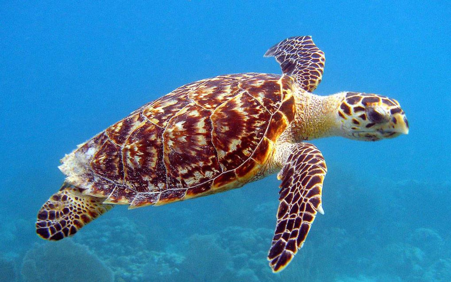 لاک‌پشت پوزه‌ عقابی