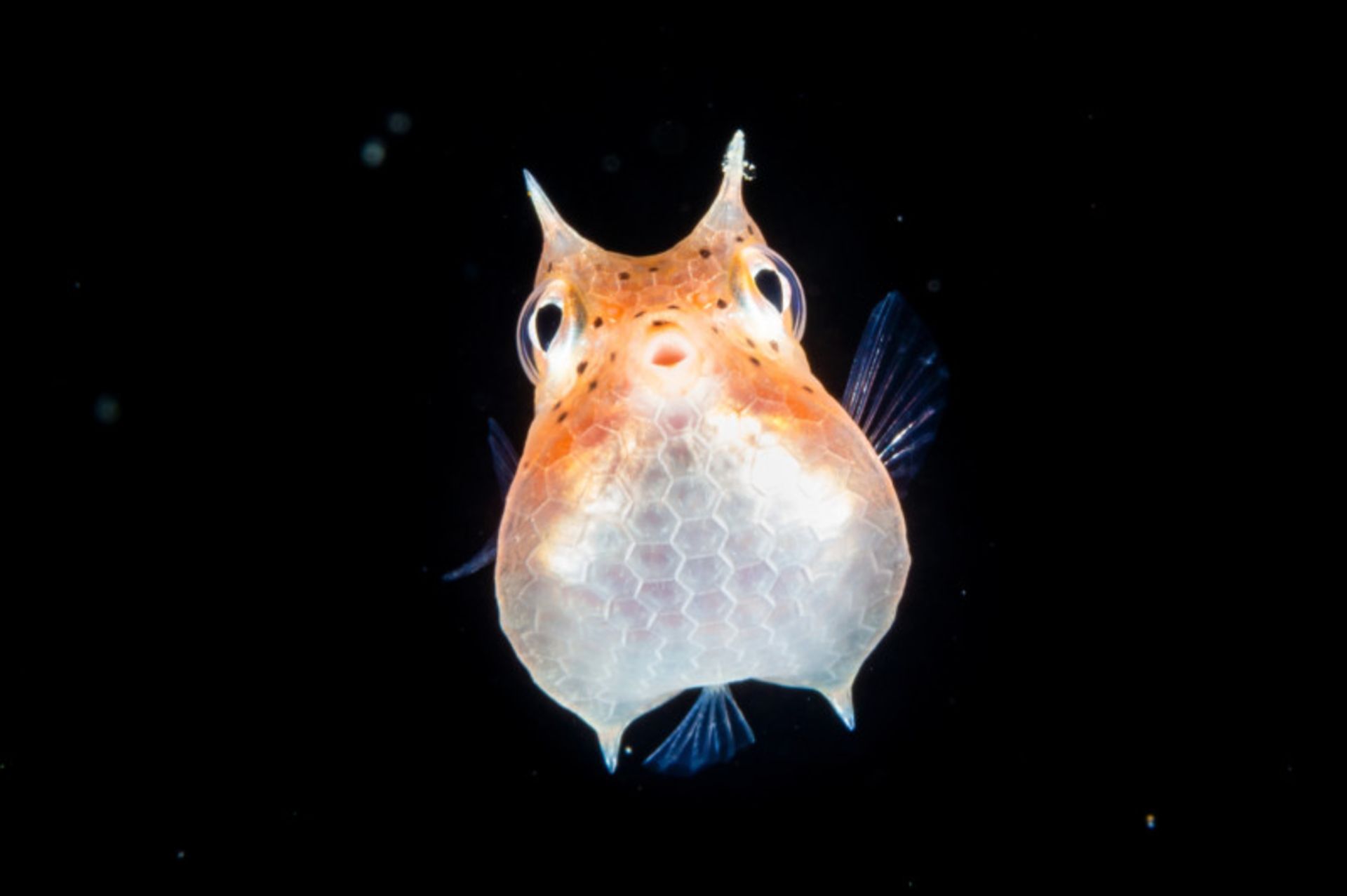 یک گاوماهی جوان اندونزی