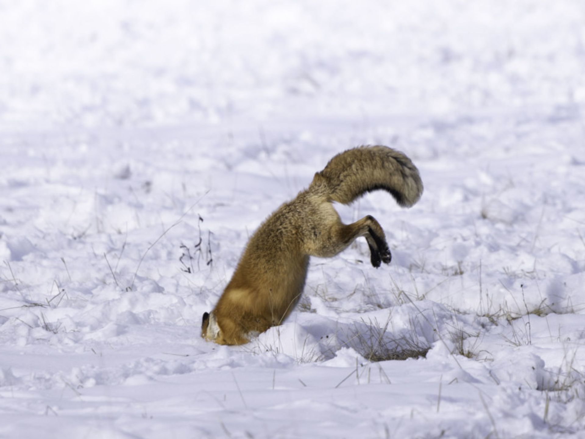 عکاسی حیات وحش