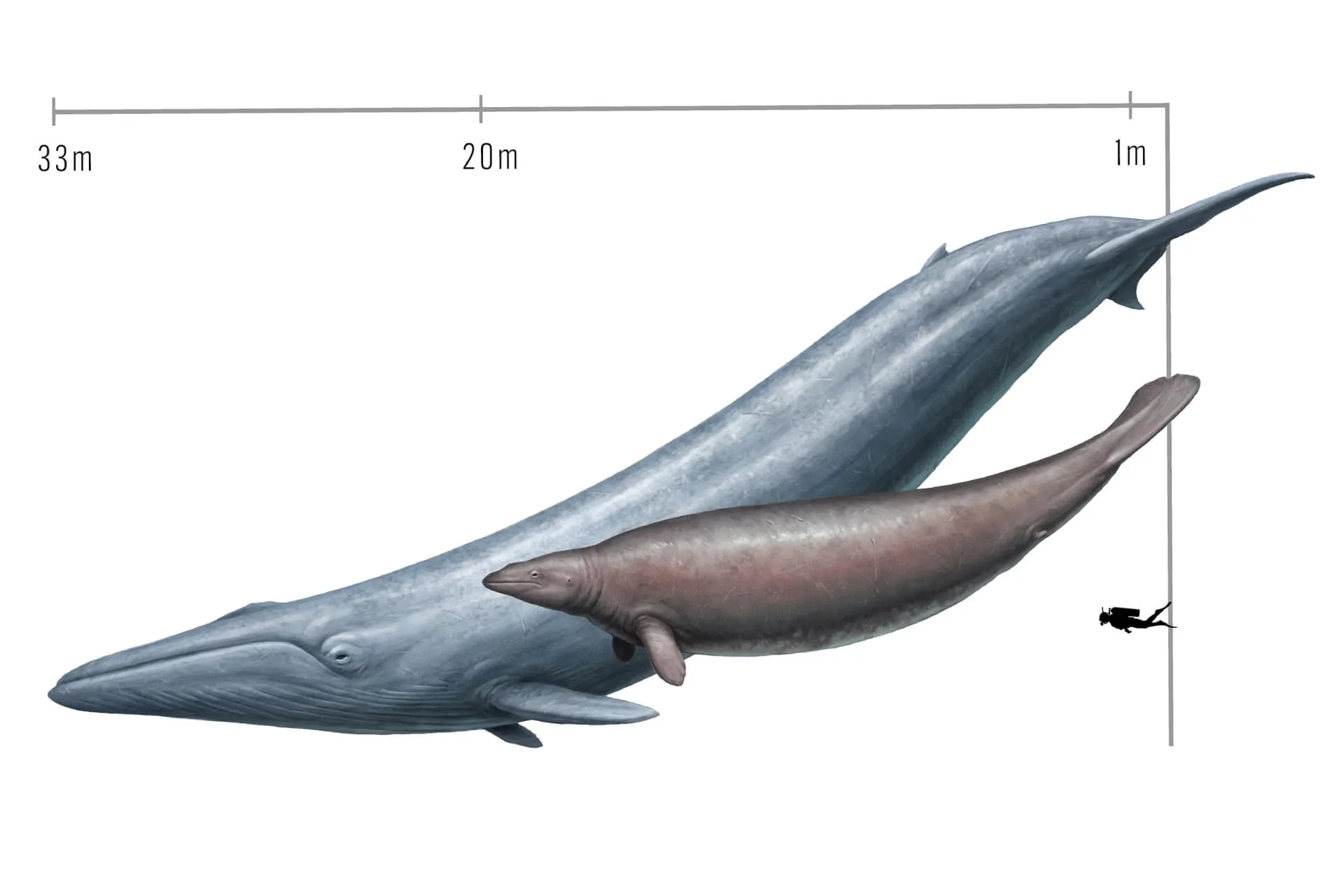 مقایسه نهنگ باستانی منقرض پروستوس کلوسوس و نهنگ آبی