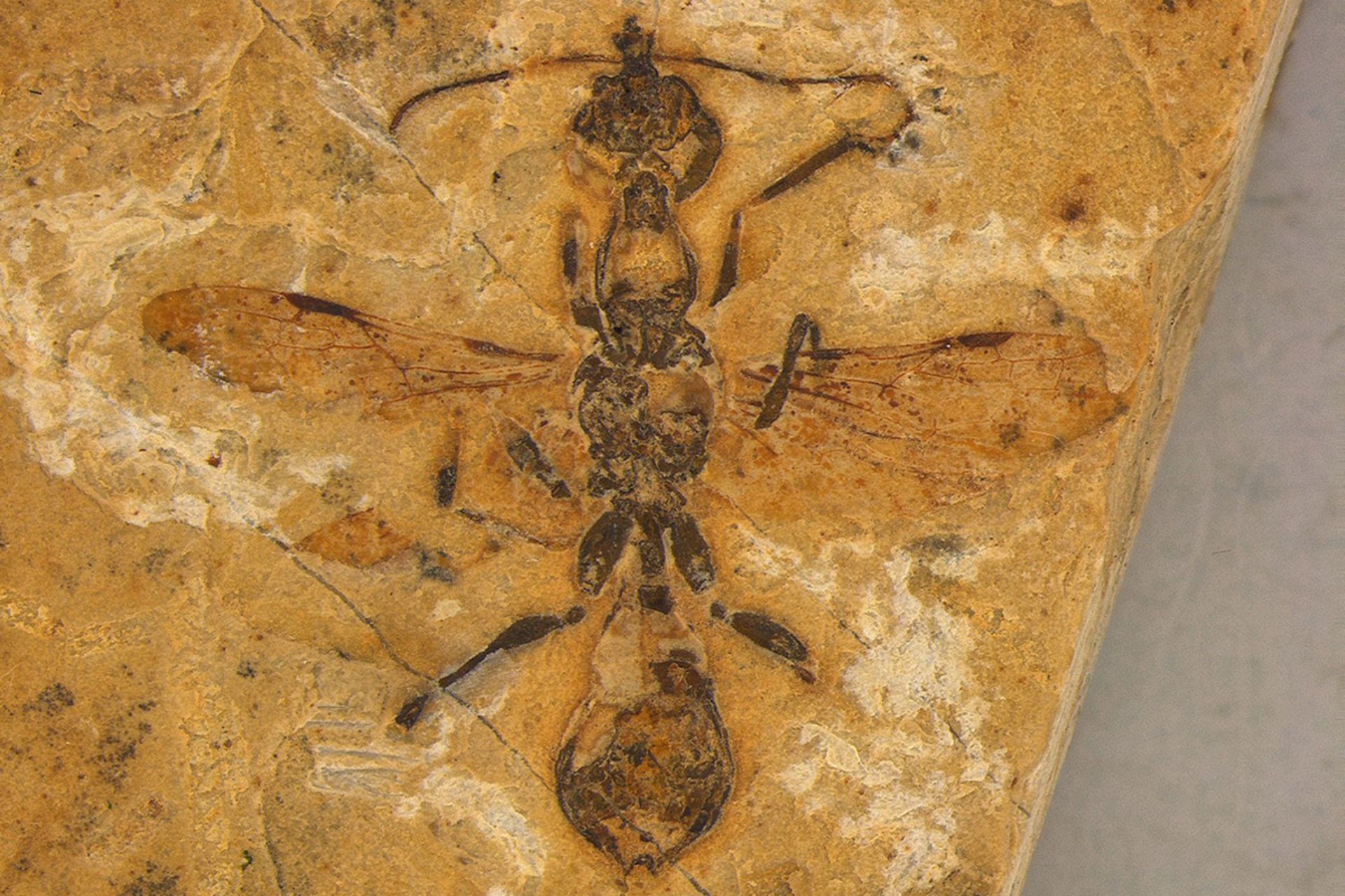فسیل ۱۱۳ میلیون ساله از گونه‌ی Vulcanidris cratensis  از خانواده مورچه‌های جهنمی