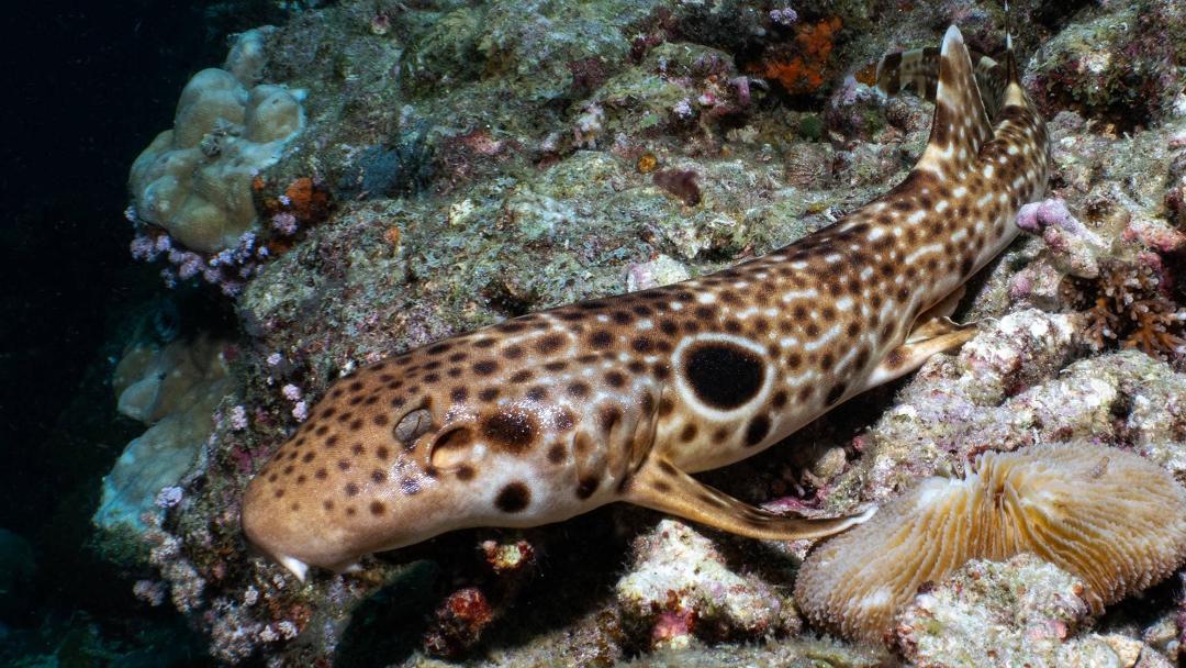 گونه جدید کوسه H. dudgeonae