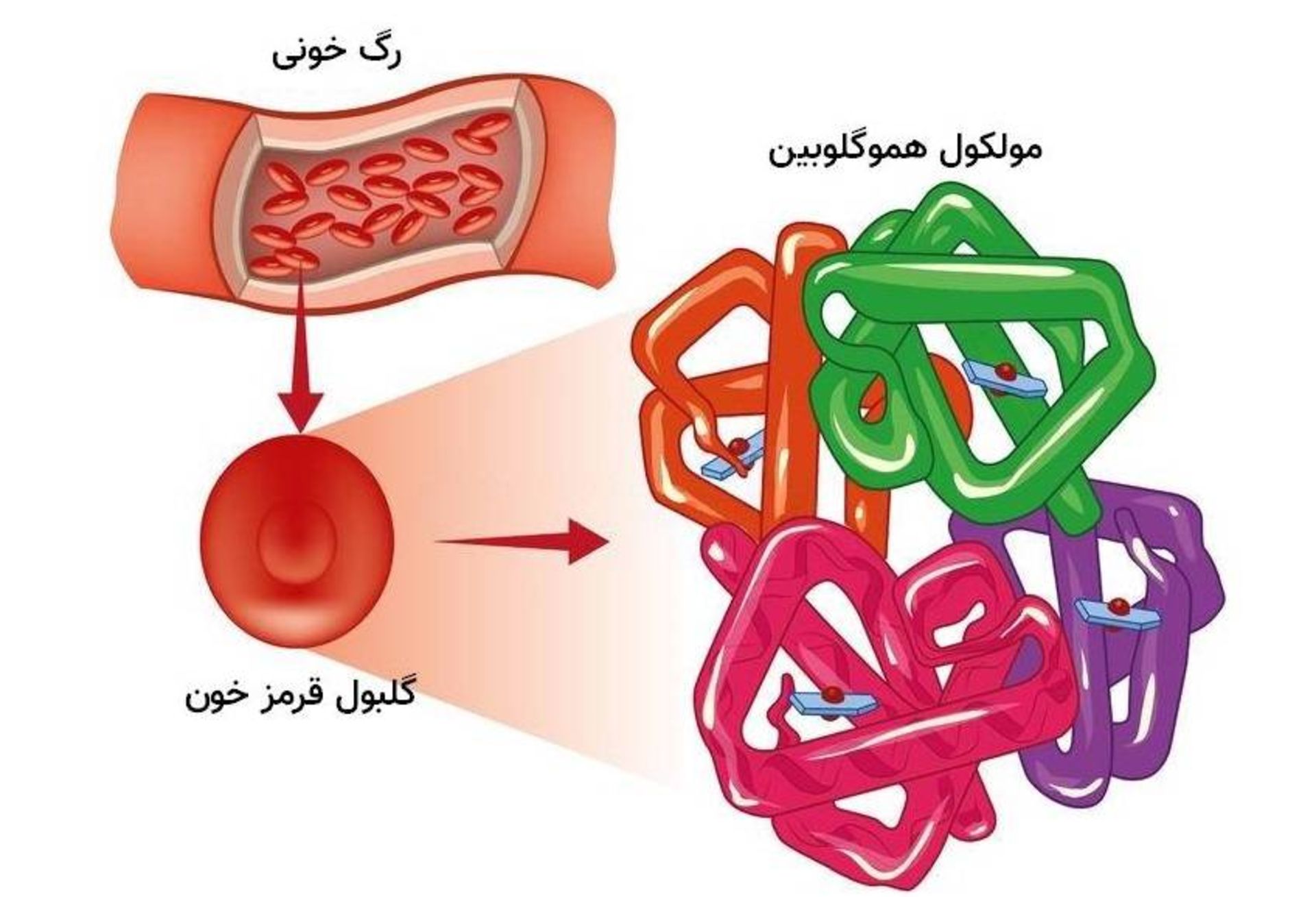 هموگلوبین در سلول های قرمز خون