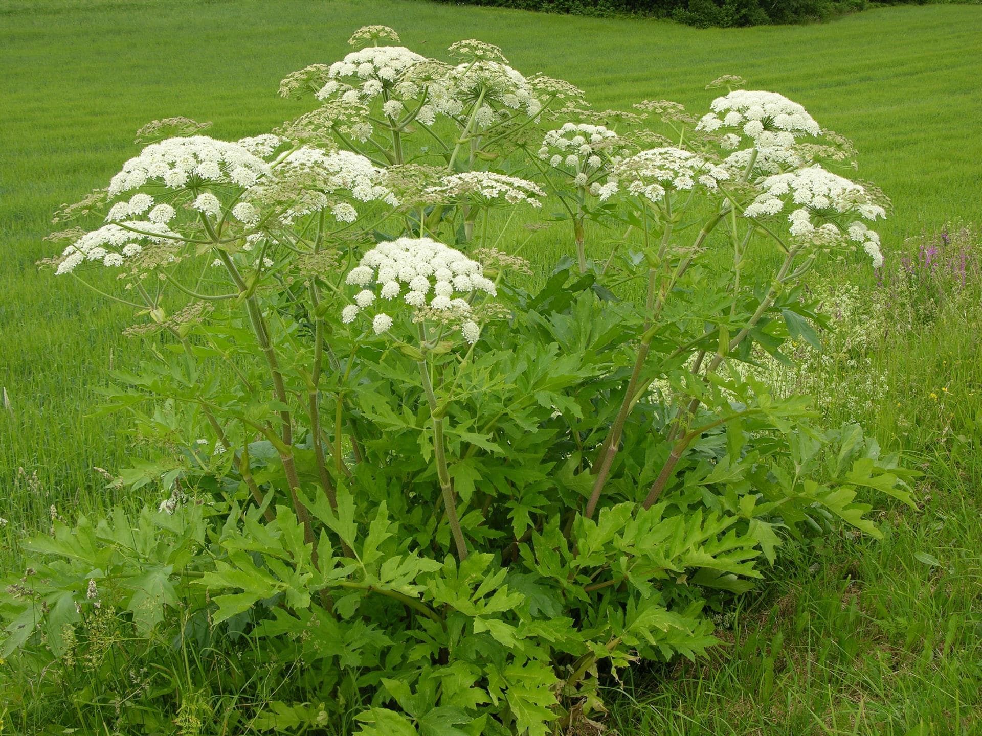 گیاه گلپر که به صورت وحشی در نروژ رشد کرده است.