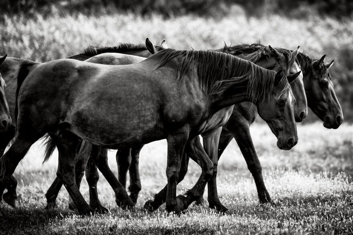 Enchanting Images Of Wild African Horses And The Mysterious Story Of ...