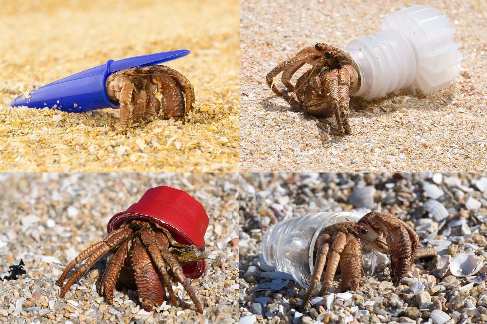 خرچنگ‌های گوشه‌گیر (Hermit crab) از آشغال‌های موجود در سواحل به جای صدف برای محافظت استفاده می‌کنند