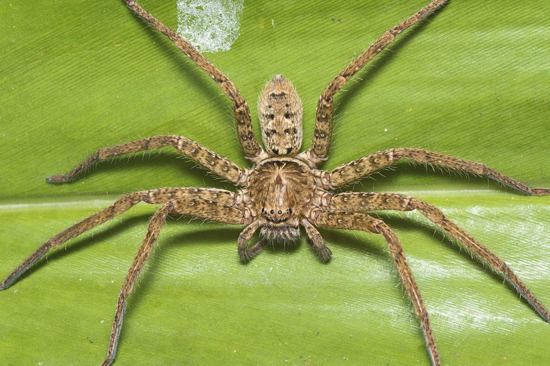  عنکبوت میرشکار Heteropoda jugulans