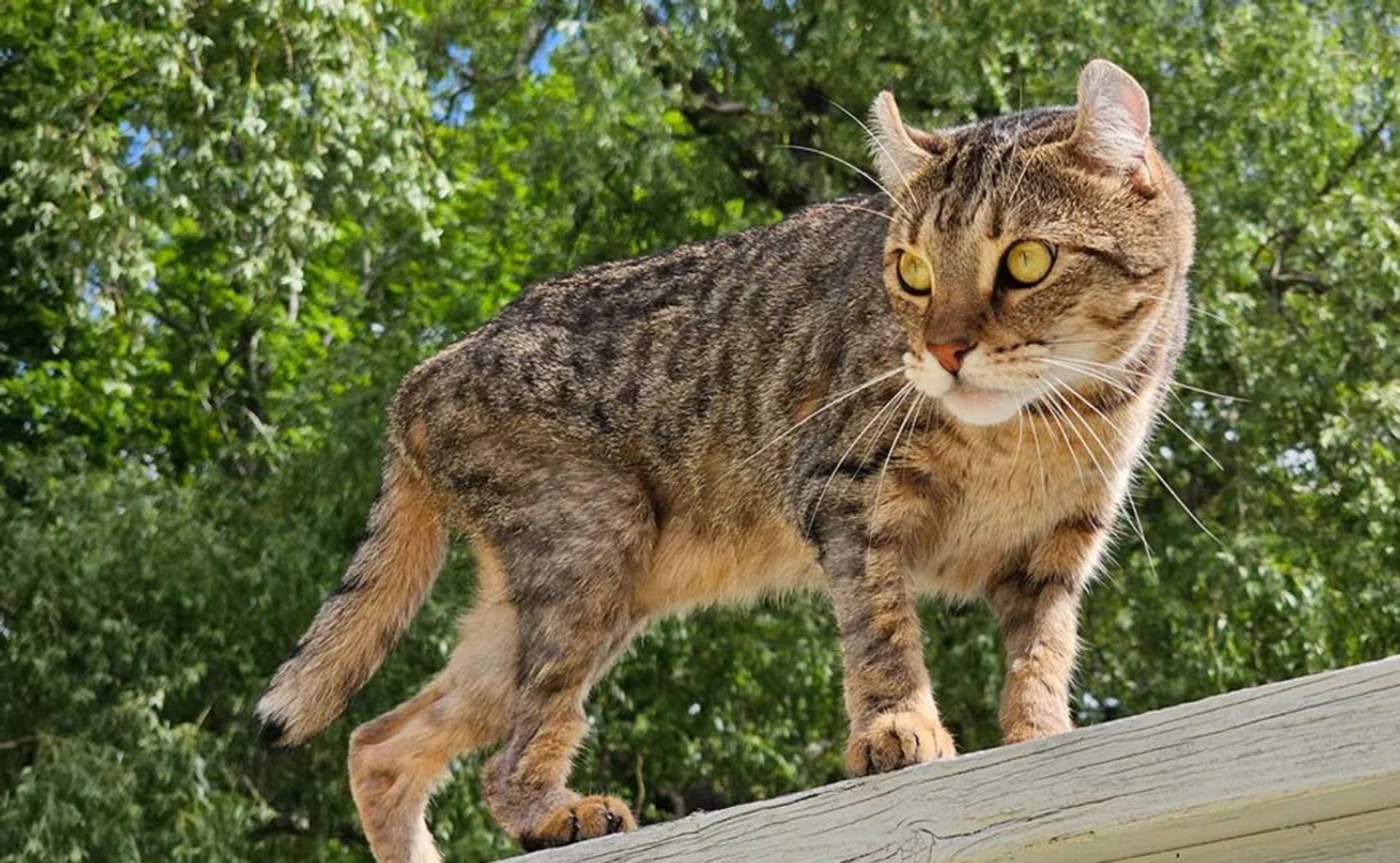 گربه هایلندر