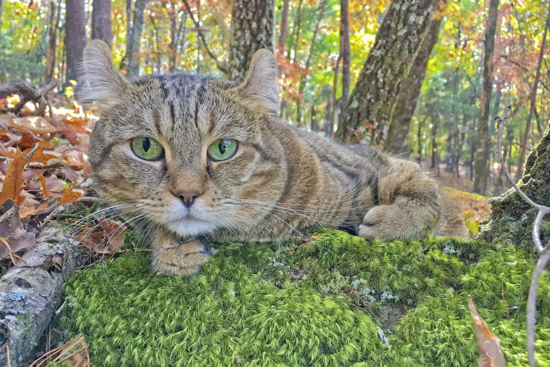 ظاهر وحشی اما باطن اهلی؛ با گربه نژاد هایلندر آشنا شوید