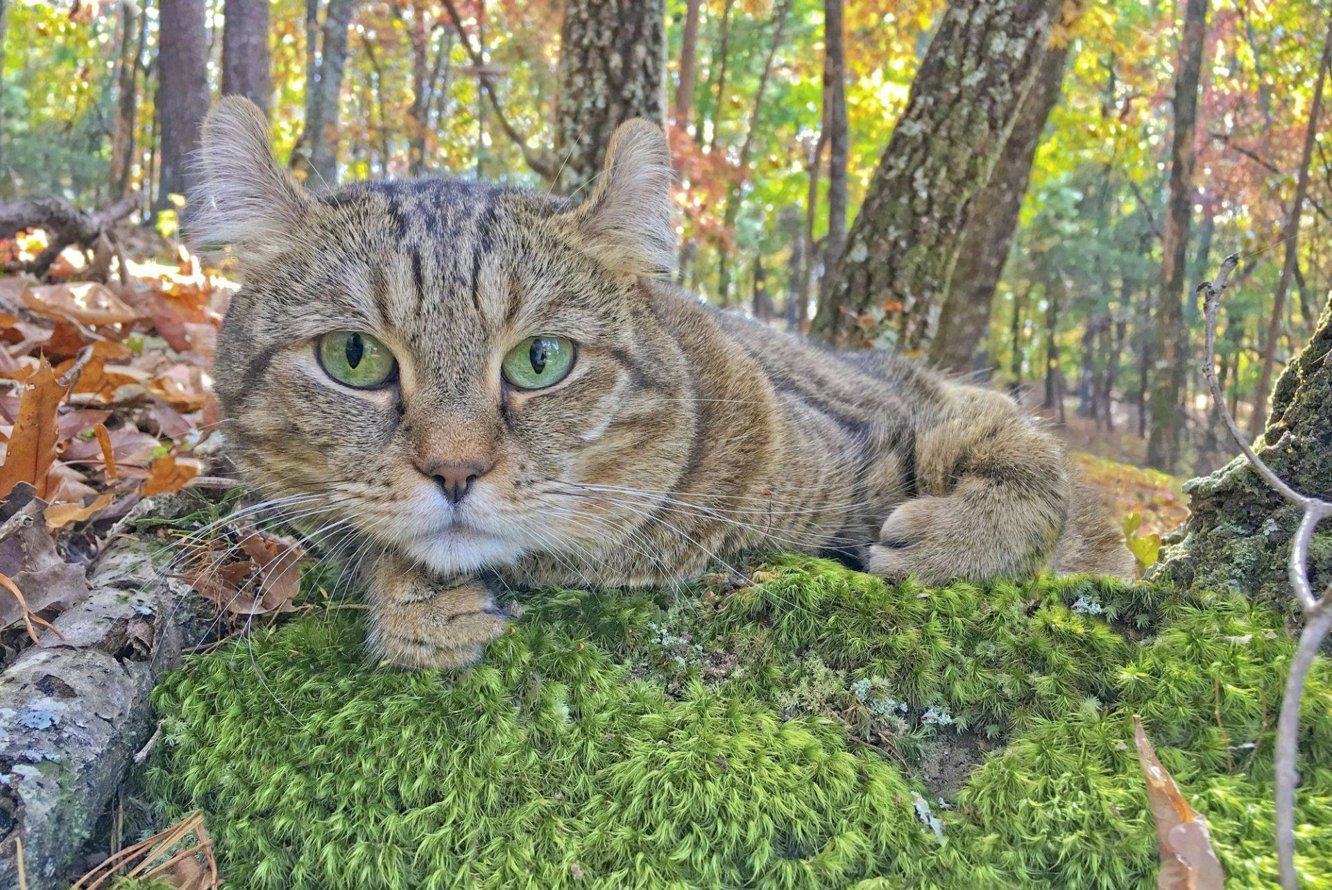 گربه هایلندر