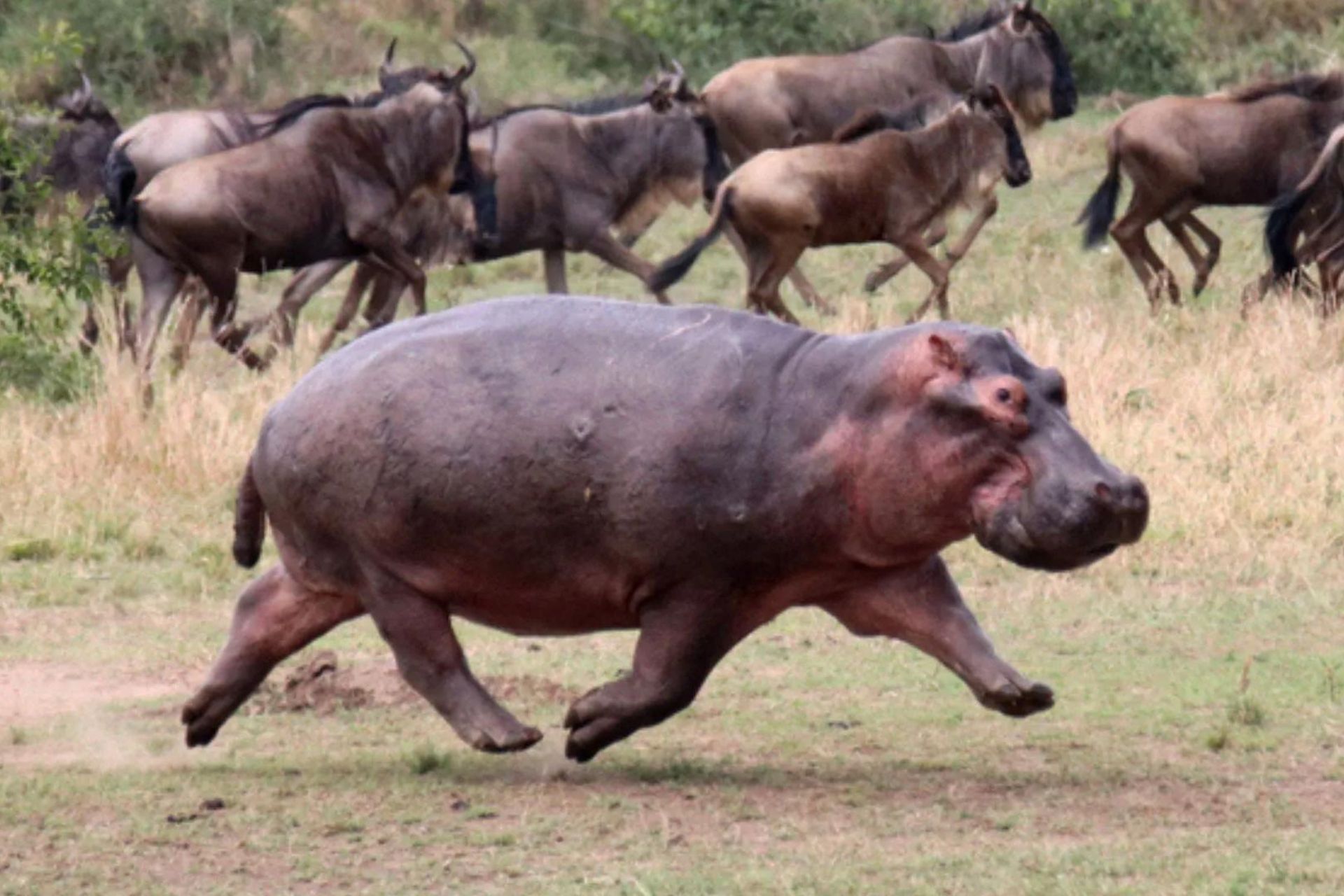 اسب آبی در حین دویدن