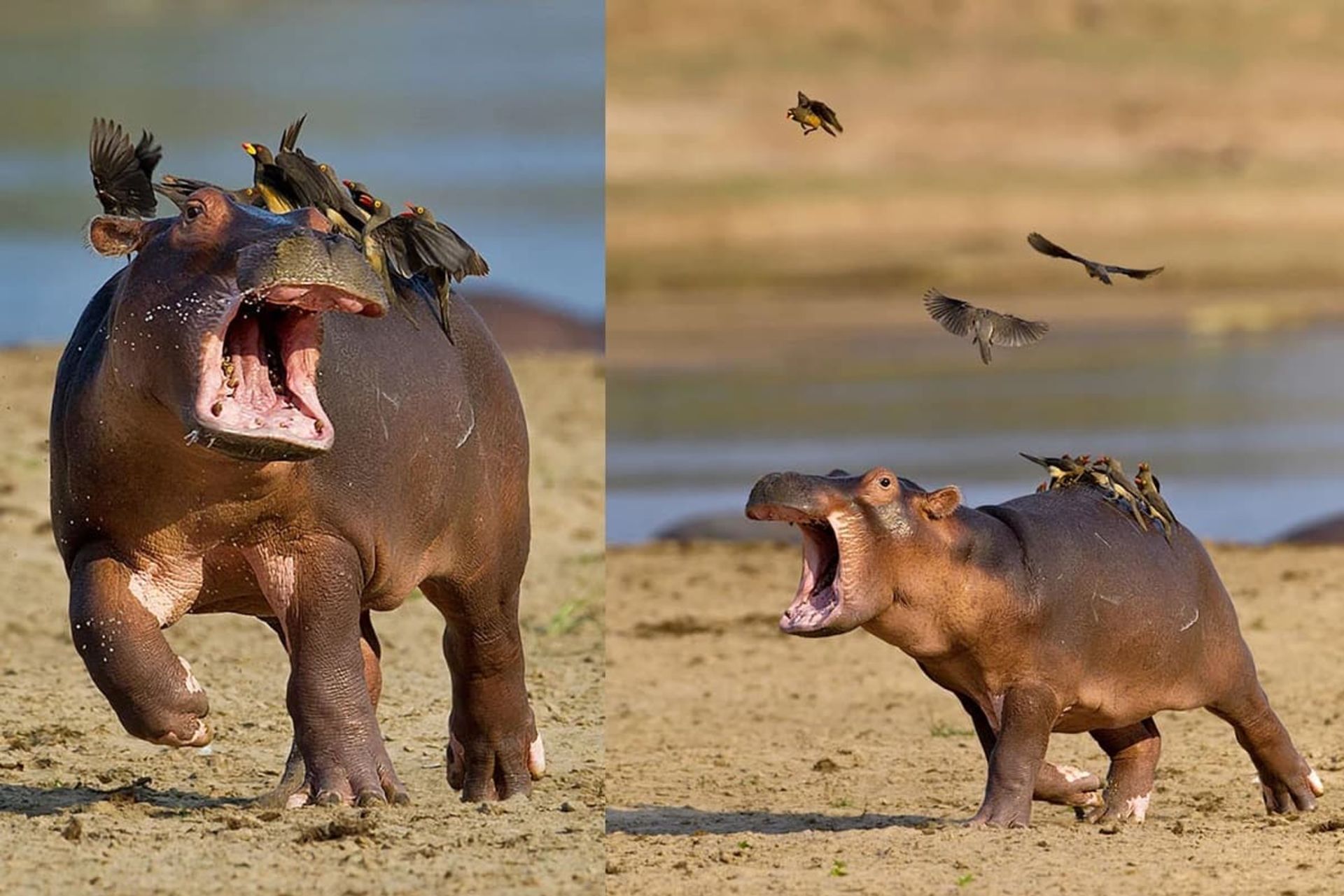 بچه اسب آبی و پرندگان