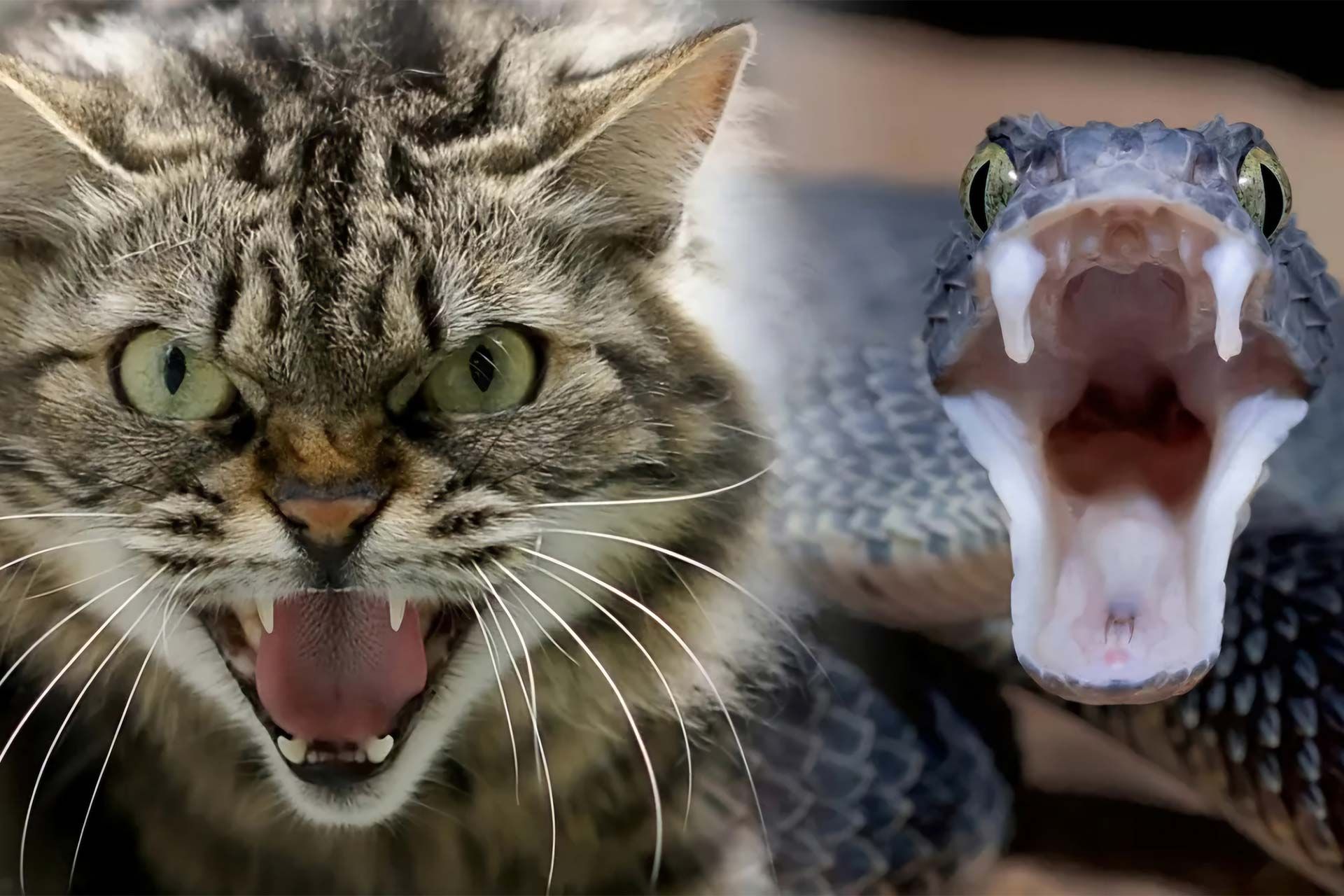 نمای تمام‌رخ و نزدیک از چهره گربه و مار با دهان باز در کنار هم