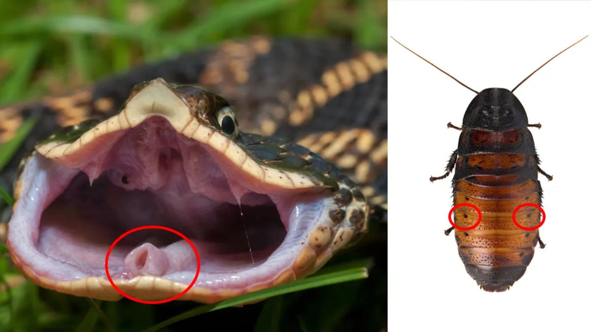 مجراهای تنفسی سوسک هیسینگ ماداگاسکار و مار