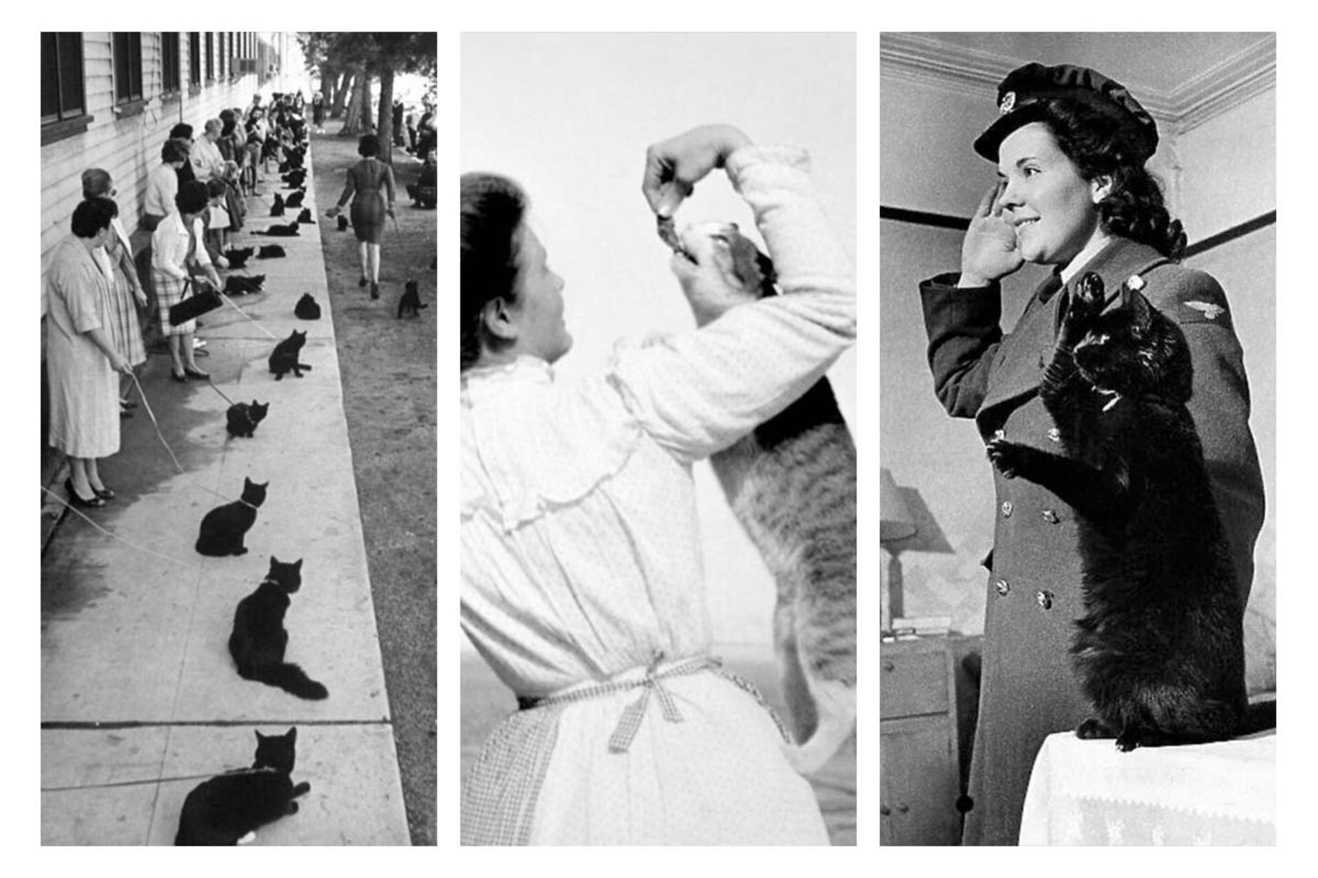 عکس‌های قدیمی از گربه‌ها