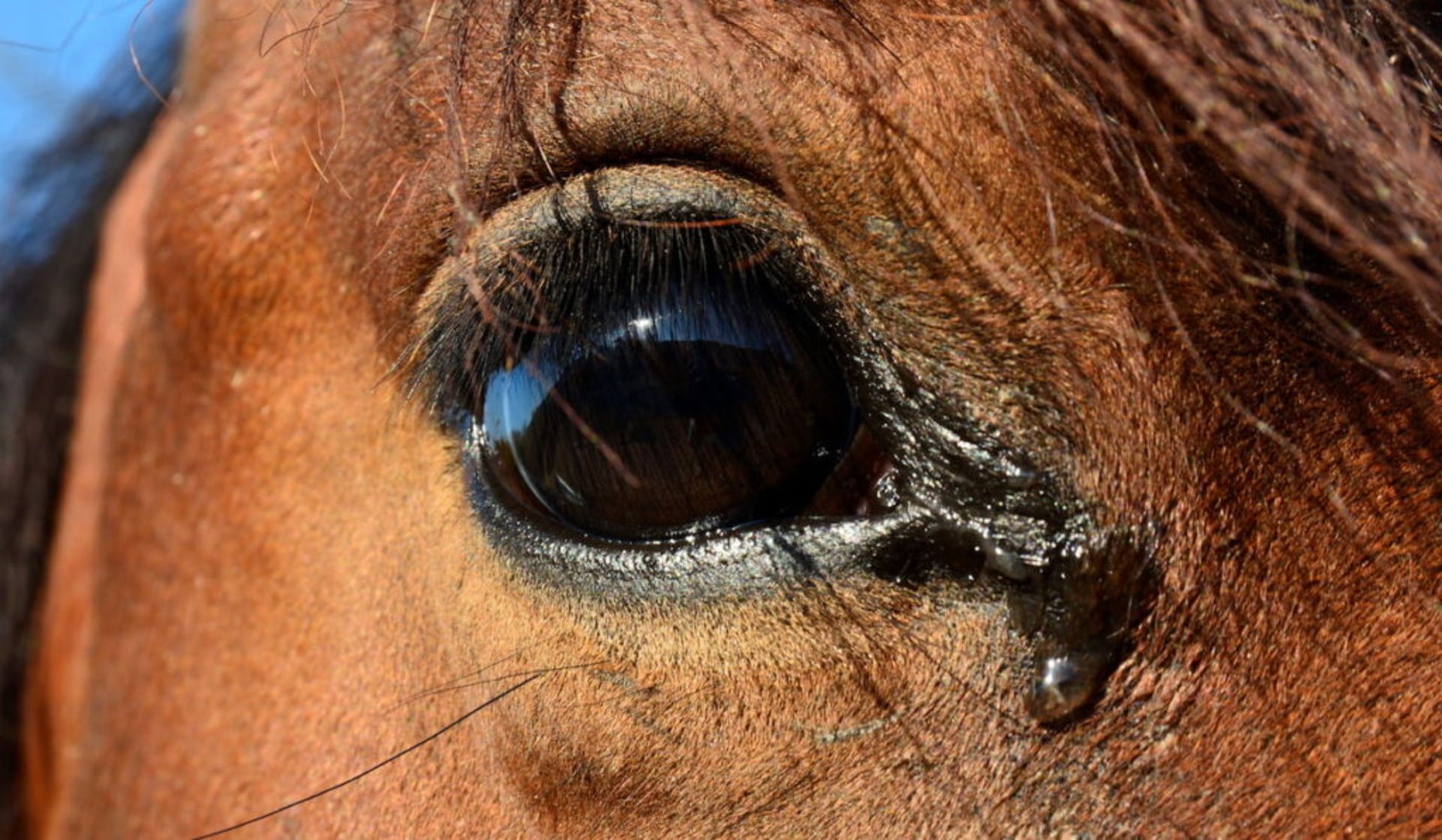 نمای نزدیک از چشم اشک‌آلود اسب