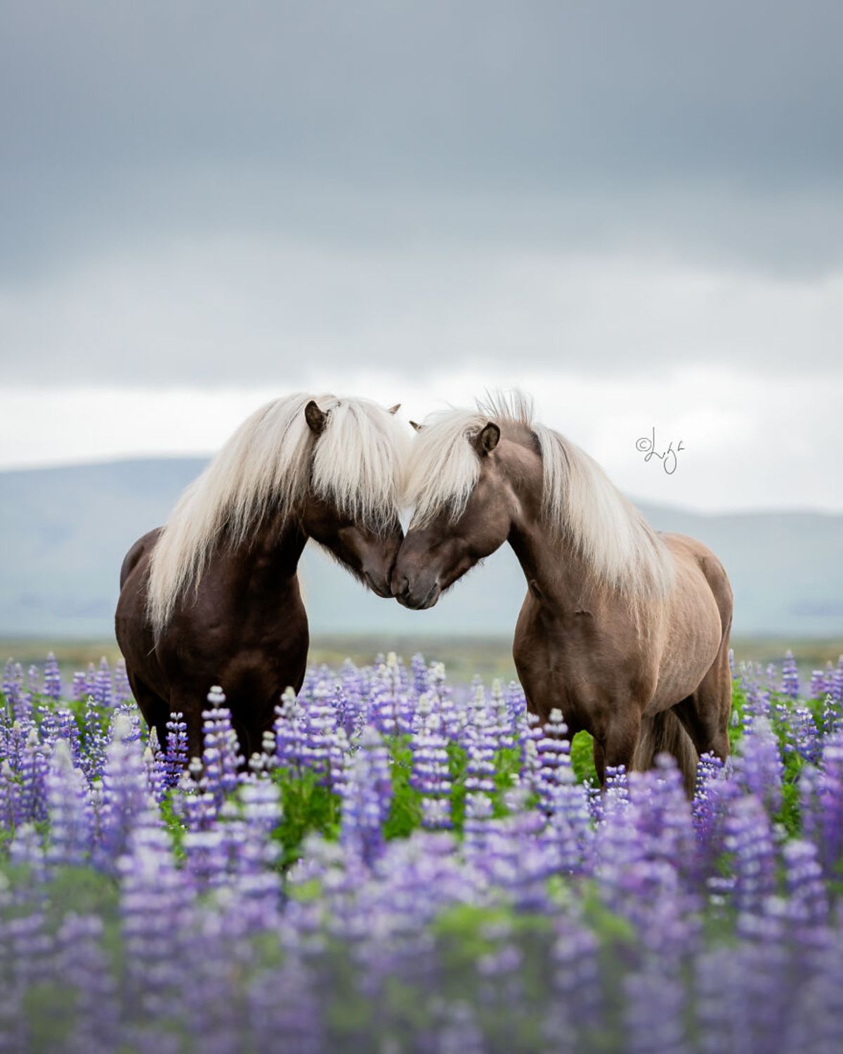 Icelandic horse, the nature of Iceland