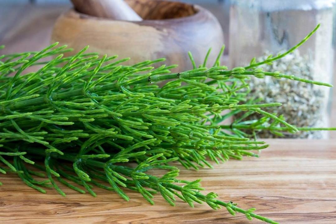 گیاه دم اسب