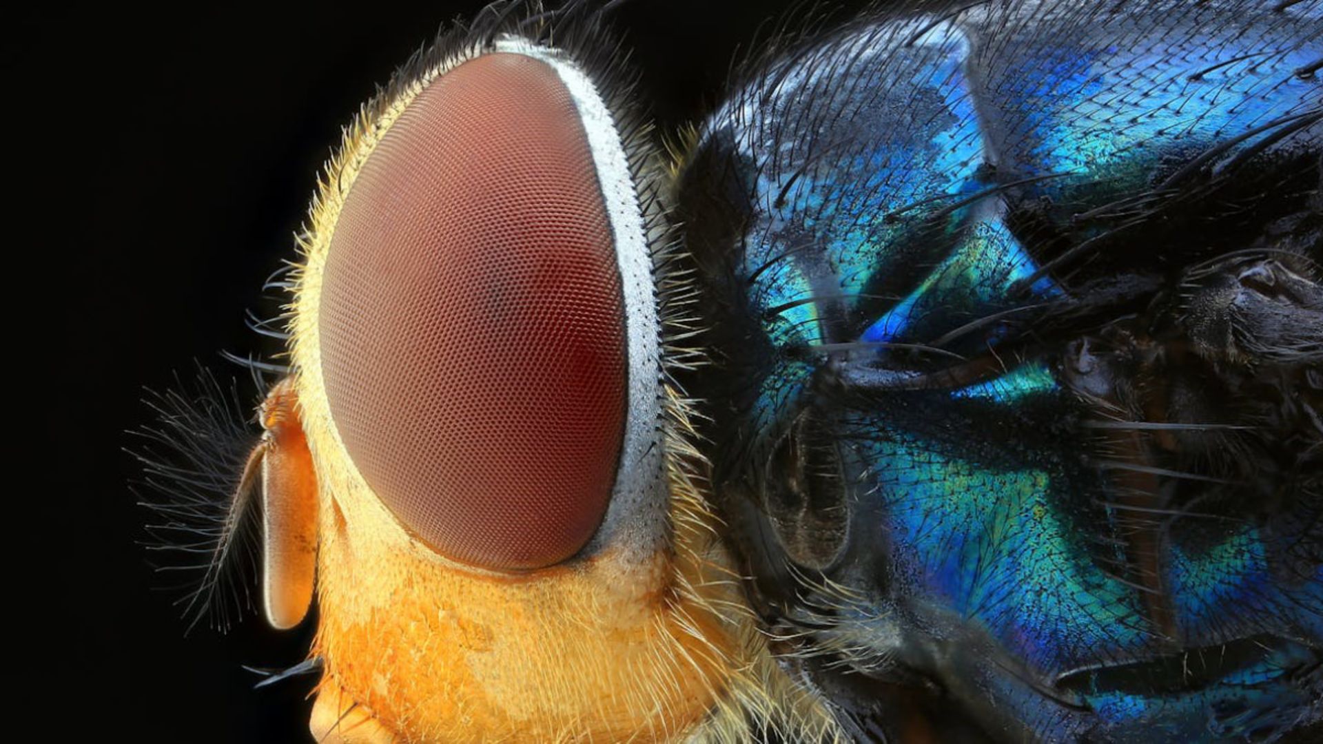 نمای نزدیک چشم پیکسلی مگس