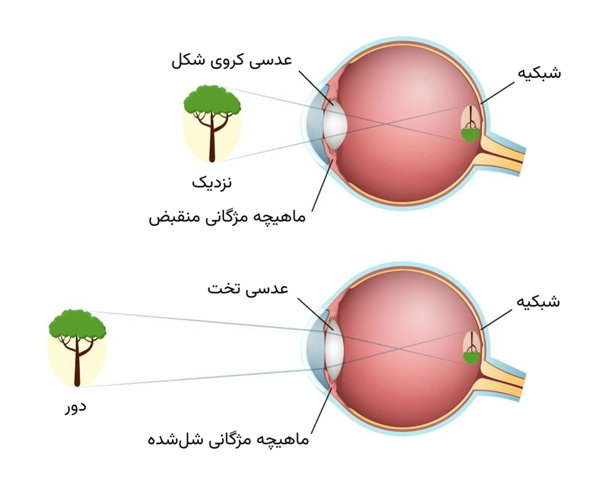 اینفوگراف فرایند تطابق چشم
