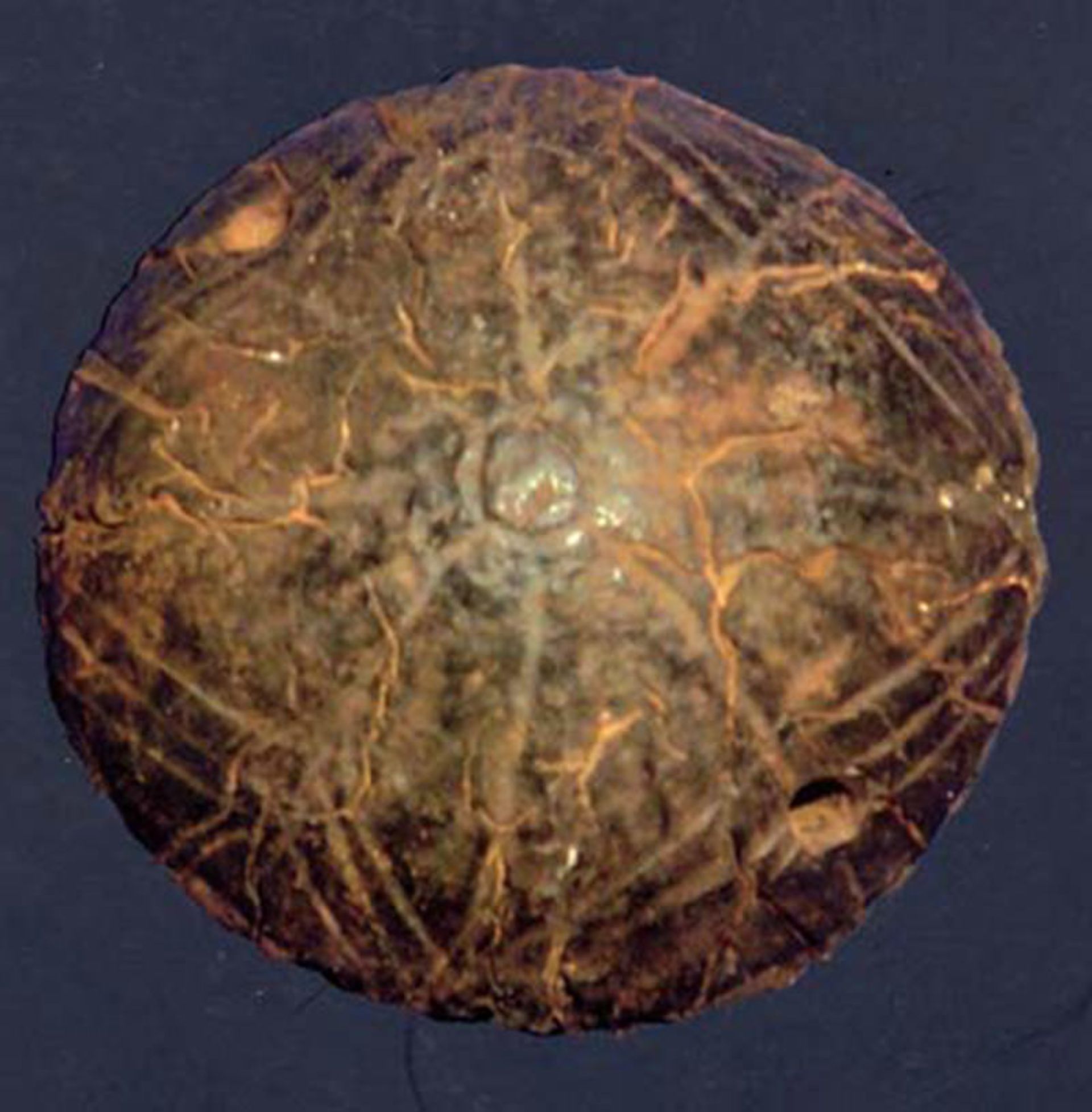 چشم مصنوعی شهرسوخته