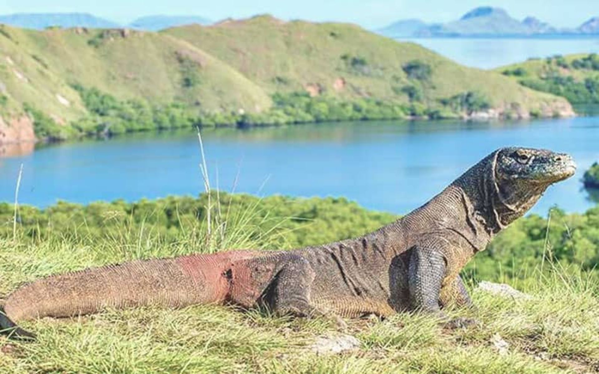 پارک ملی کومودو