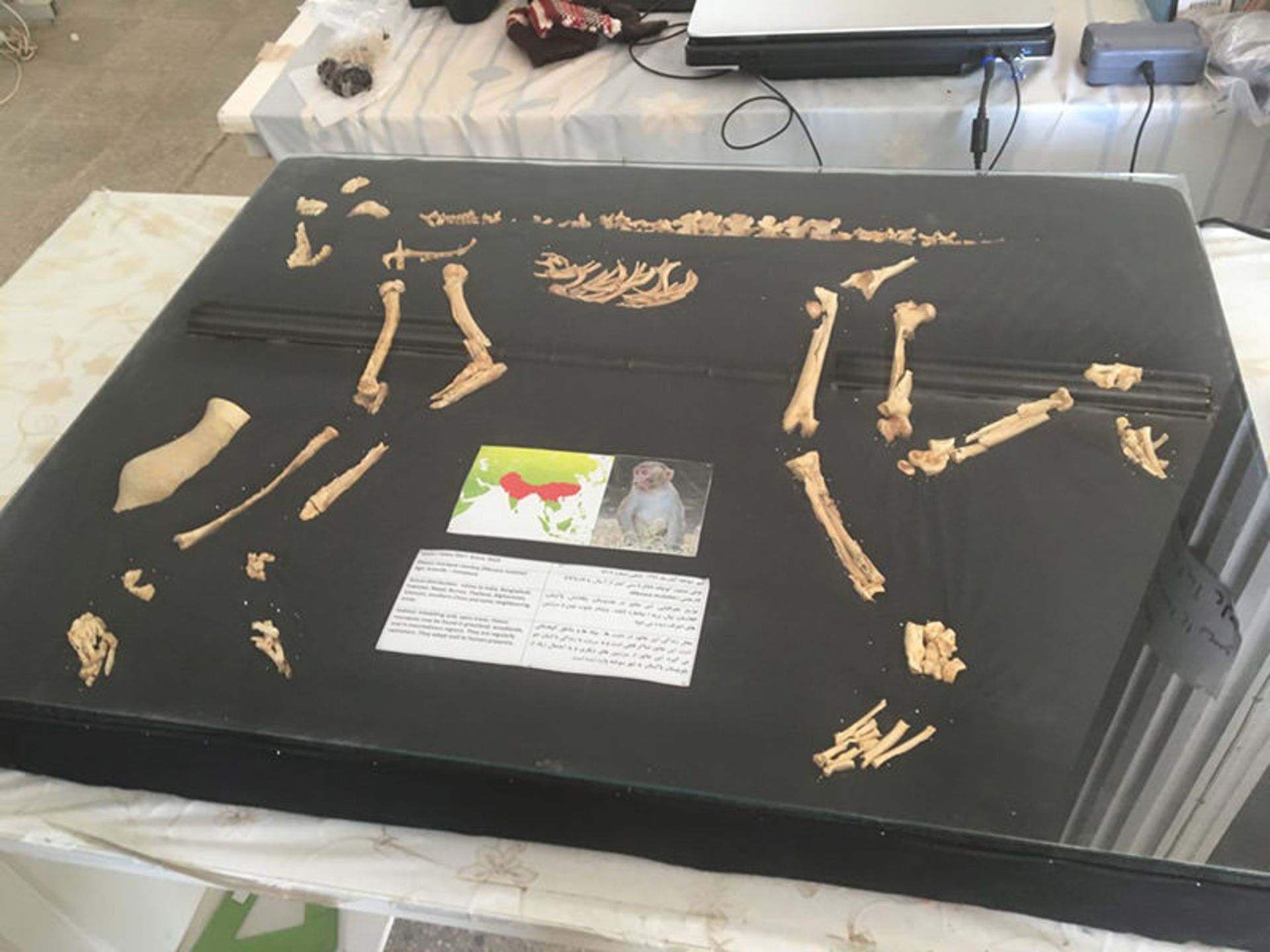 میمون شهرسوخته