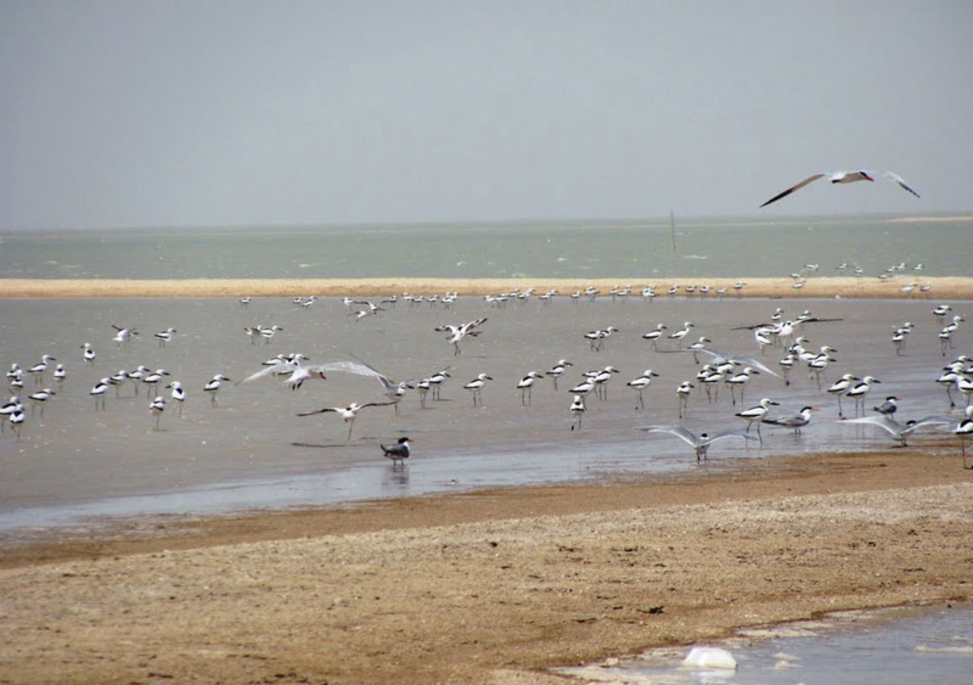 جزیره دارا