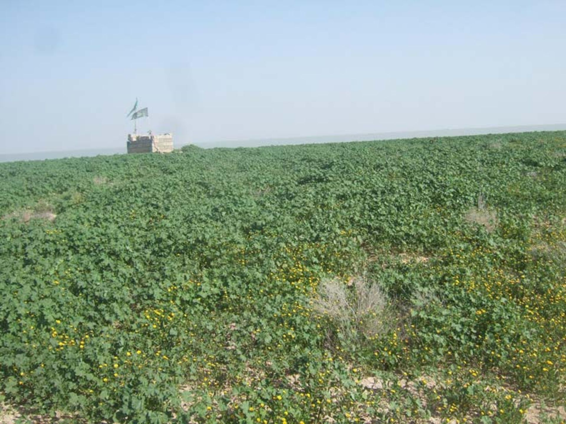 جزیره بونه