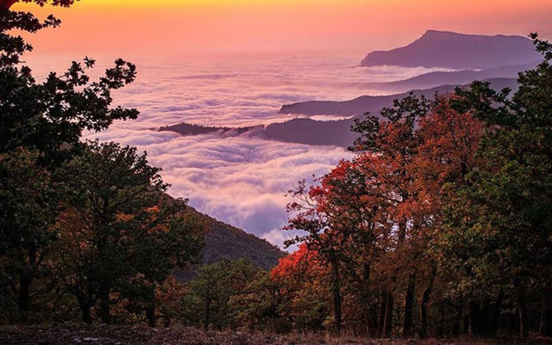 جنگل ابر شاهرود