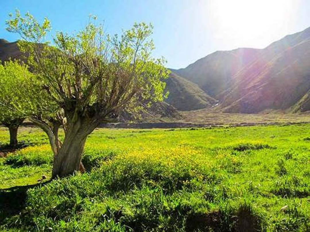 دشت هویج