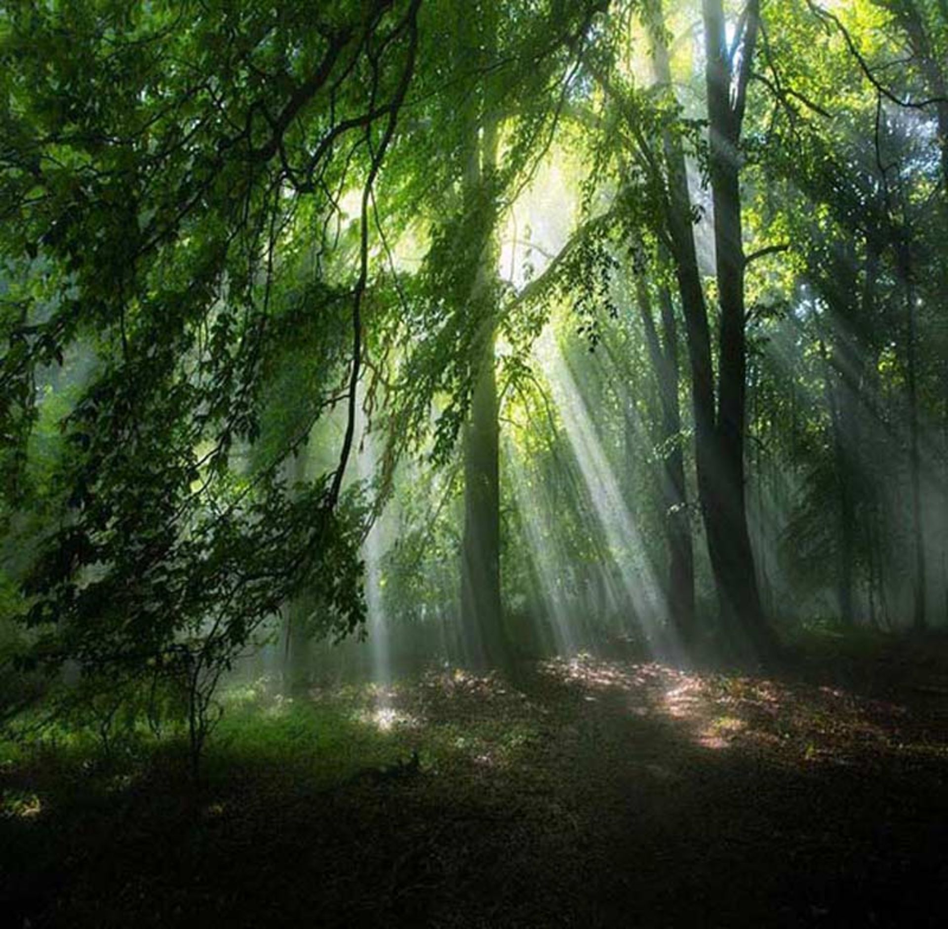 جنگل الیمستان