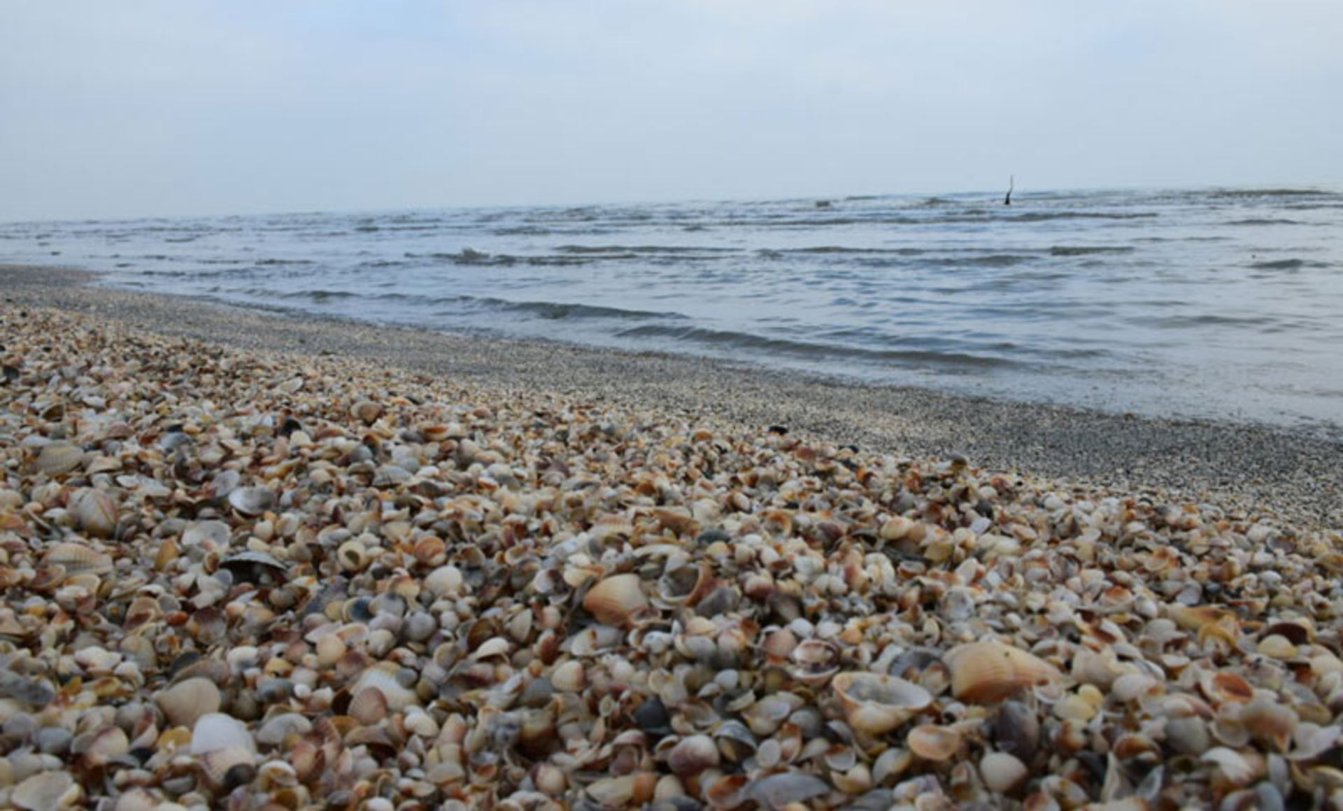 ساحل صدفی آستارا