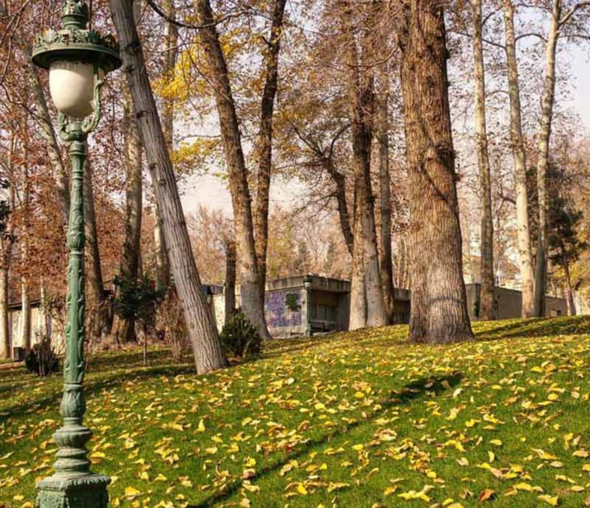 محوطه باغ نیاوران و درختان بلند باغ در پاییز