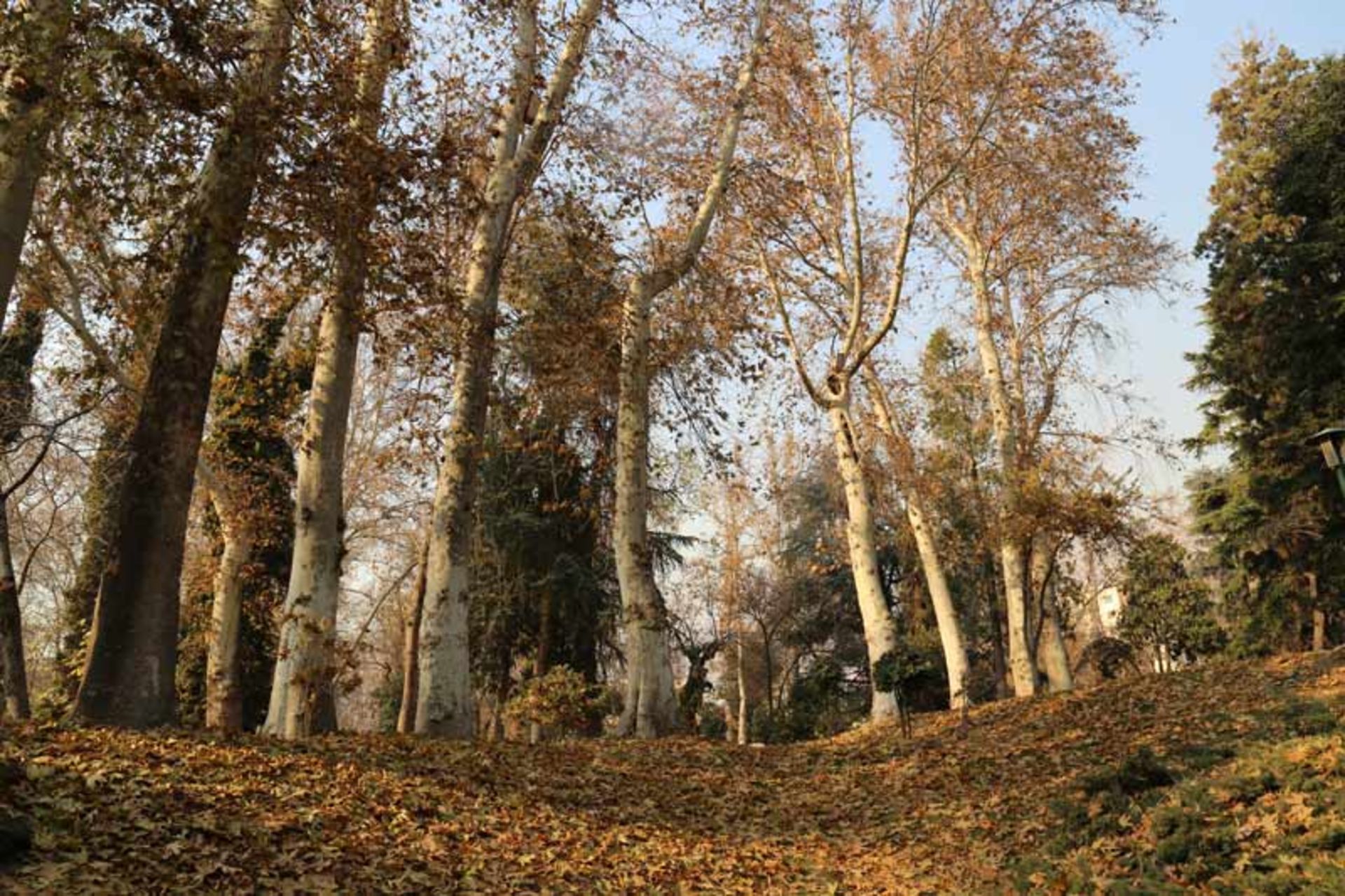 طبیعت زیبا و درختان بلند باغ نیاوران در پاییز