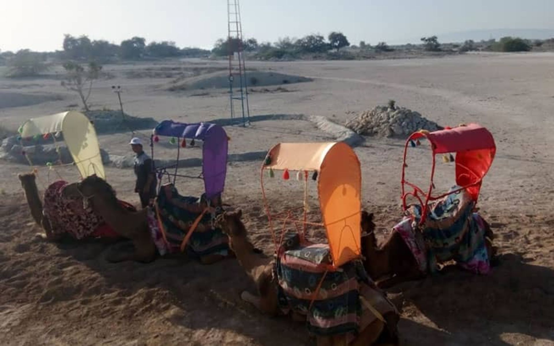 سه عدد شتر مخصوص شترسواری در کیش